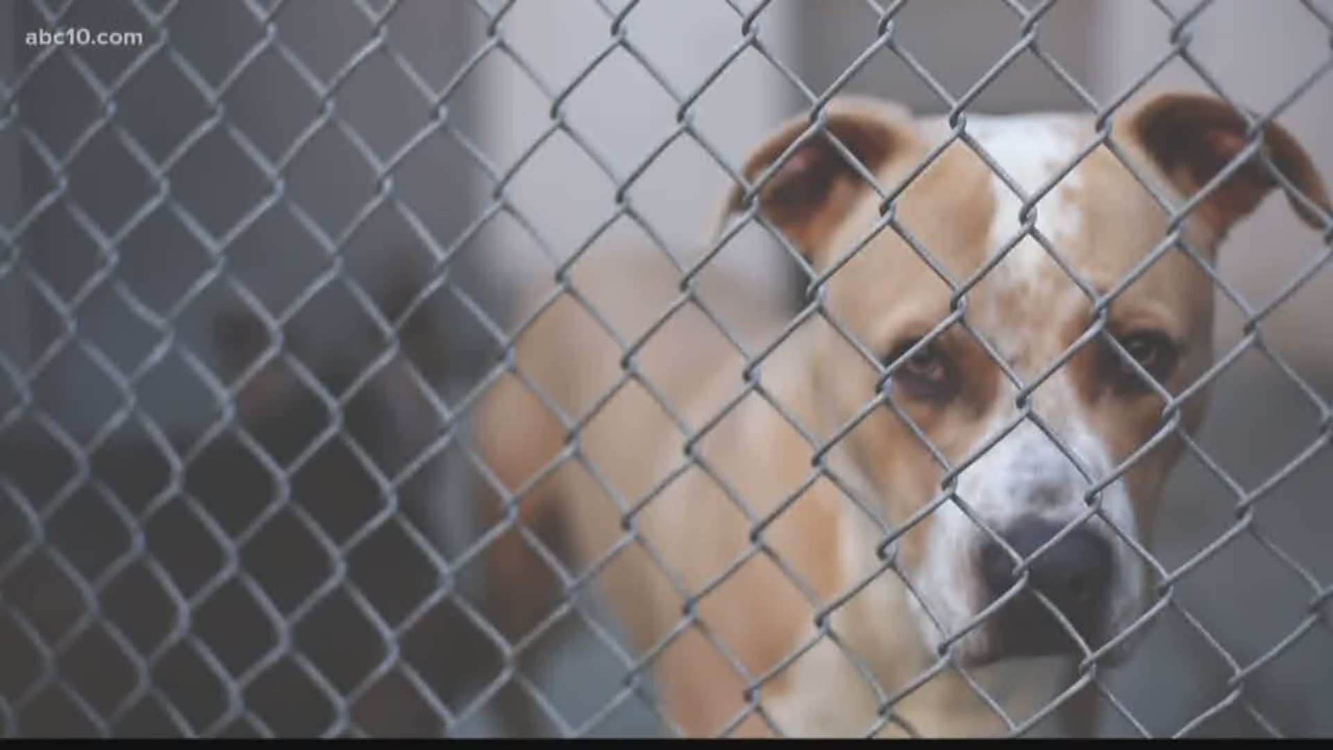 Sacramento animal shelter overcrowded, seeks community help 