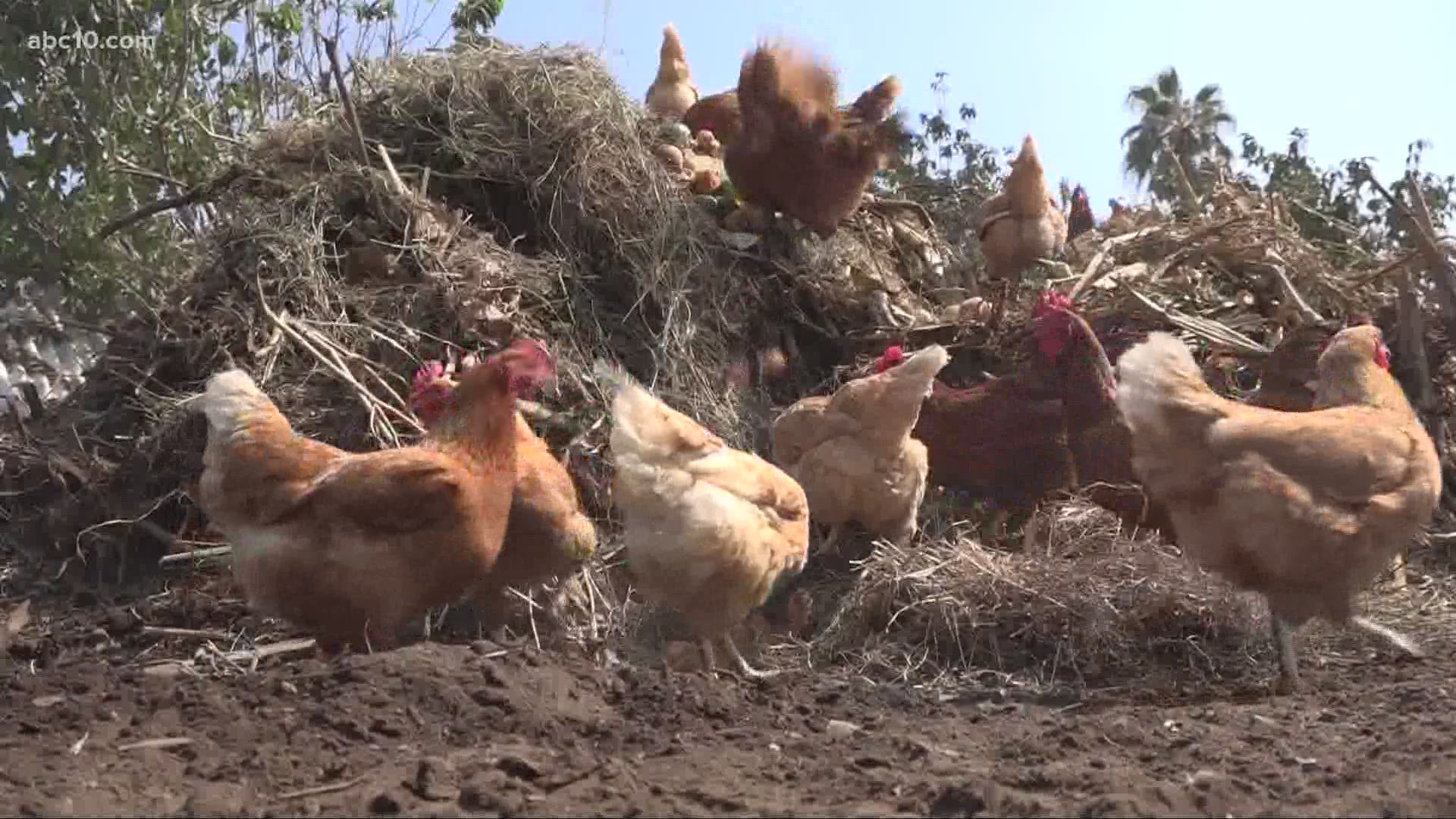 Stockton passed an urban agriculture ordinance to allow more urban farming in the city, making it easier for people to have chickens and other animals in their homes