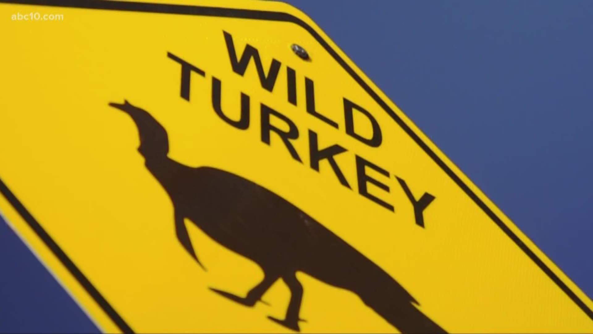Sacramento girl loves turkeys and got city to put up signs for wild turkeys crossing (October 8, 2018)