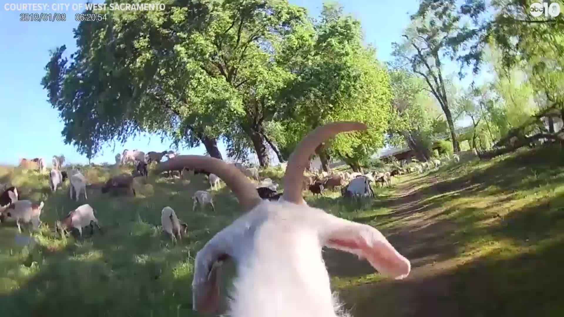 Fire suppression has never looked so cute. The West Sacramento Goat Cam shows what life is like for the goats who help clean up the growing brush around the city.