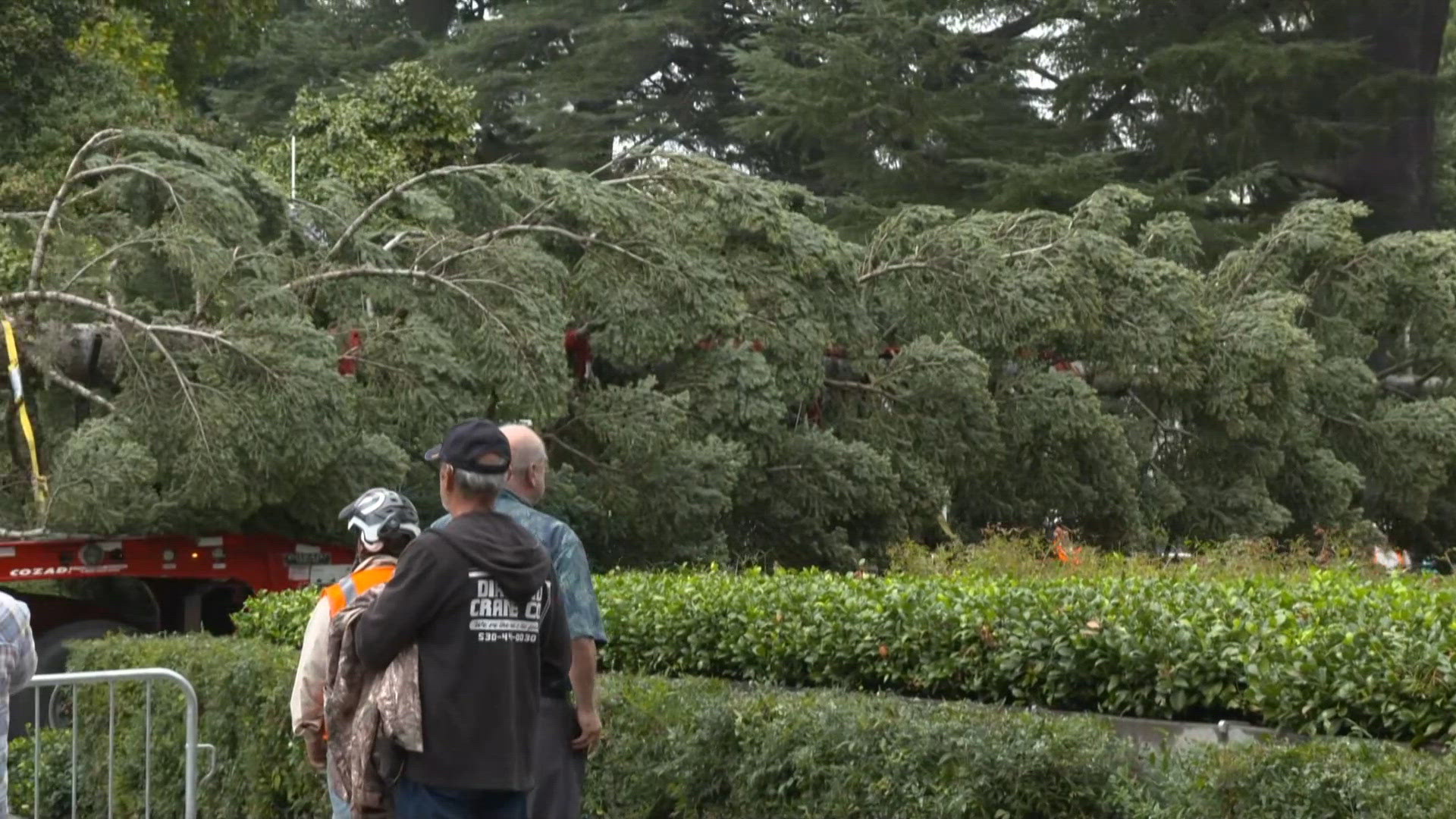 Capitol Christmas tree arrives in Sacramento for holiday display ...