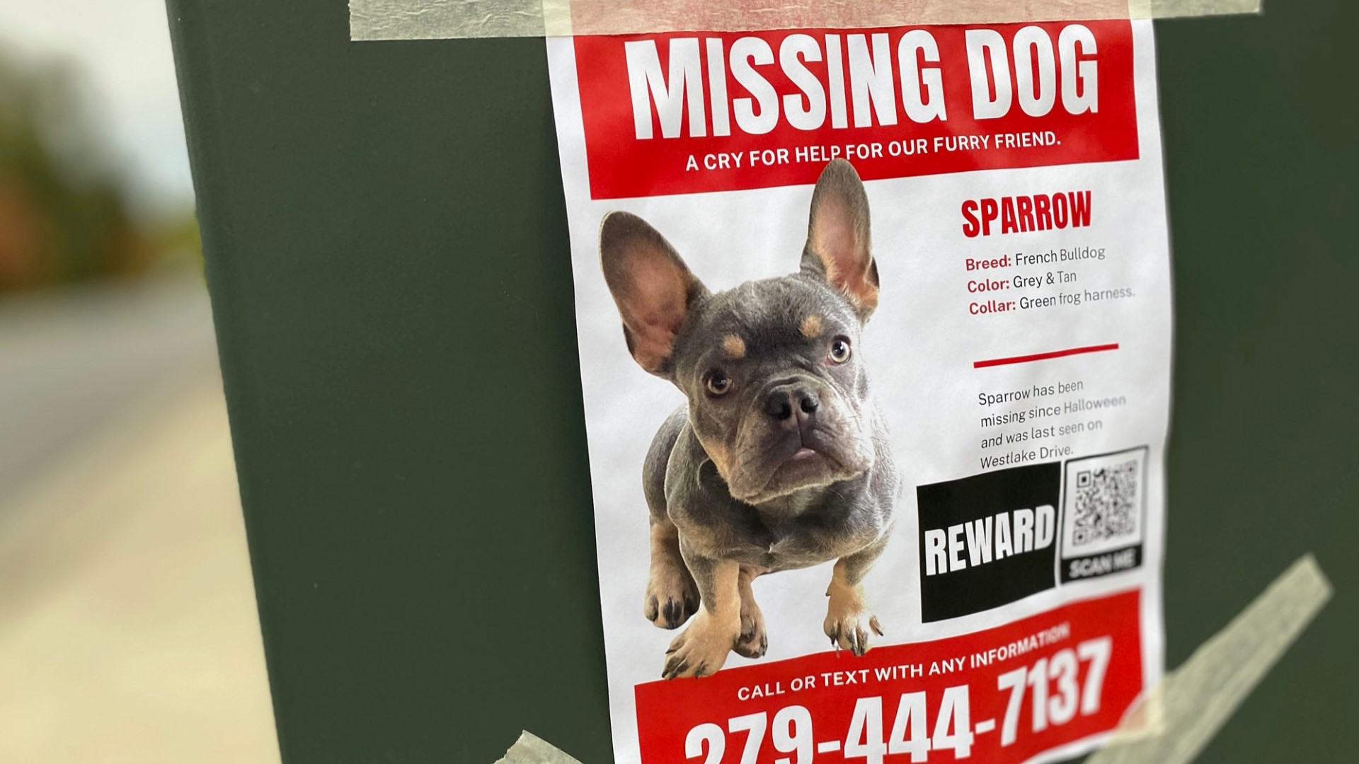 West Sacramento family searching for missing French Bulldog | abc10.com