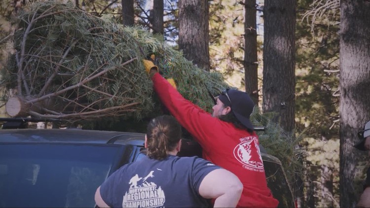 'I got a tree' Christmas tree farm lets families cut their own tree