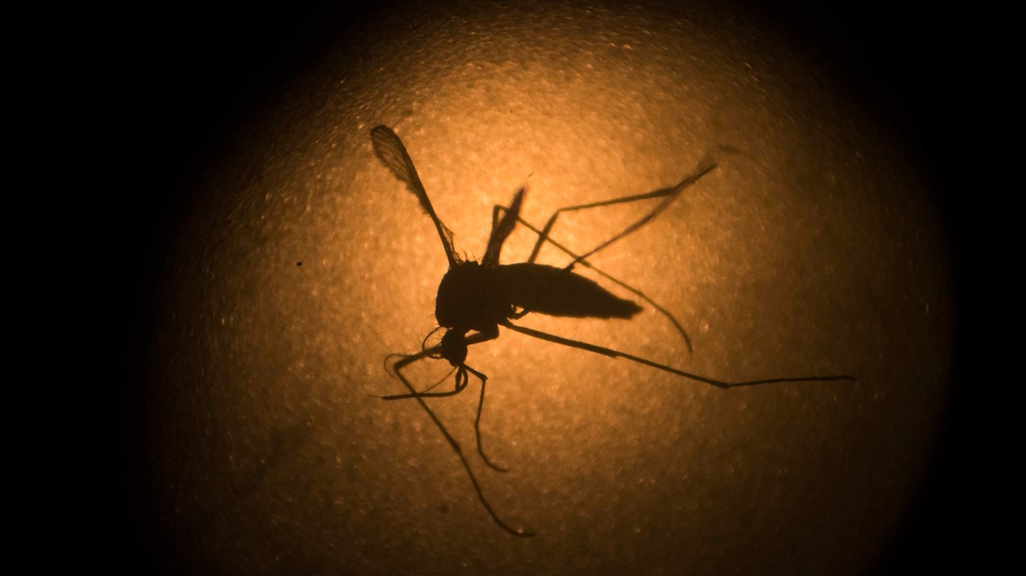 Invasive mosquito found in Granite Bay neighborhood - Vimarsana News