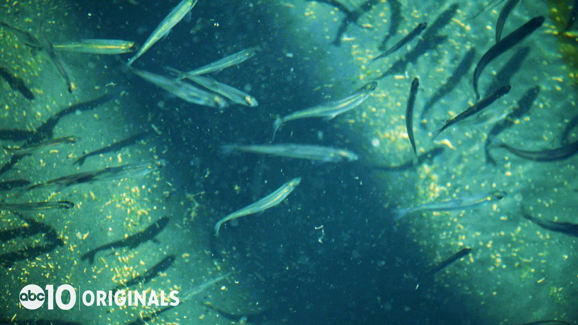 California's Delta smelt are dying: How this affects the state's water - ABC10.com KXTV