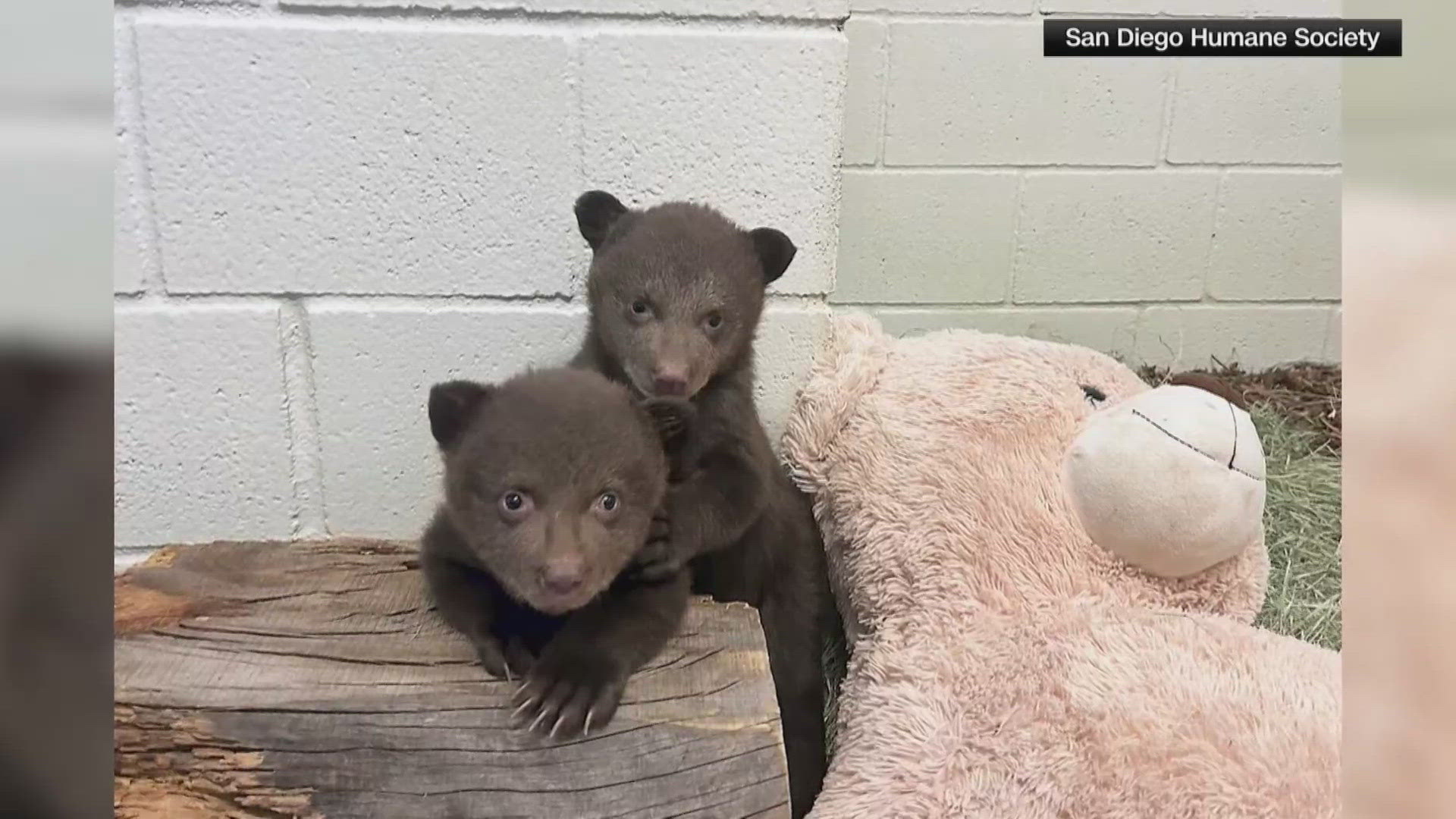 Two bear cubs rescued after mother euthanized now in care at Ramona  Wildlife Center