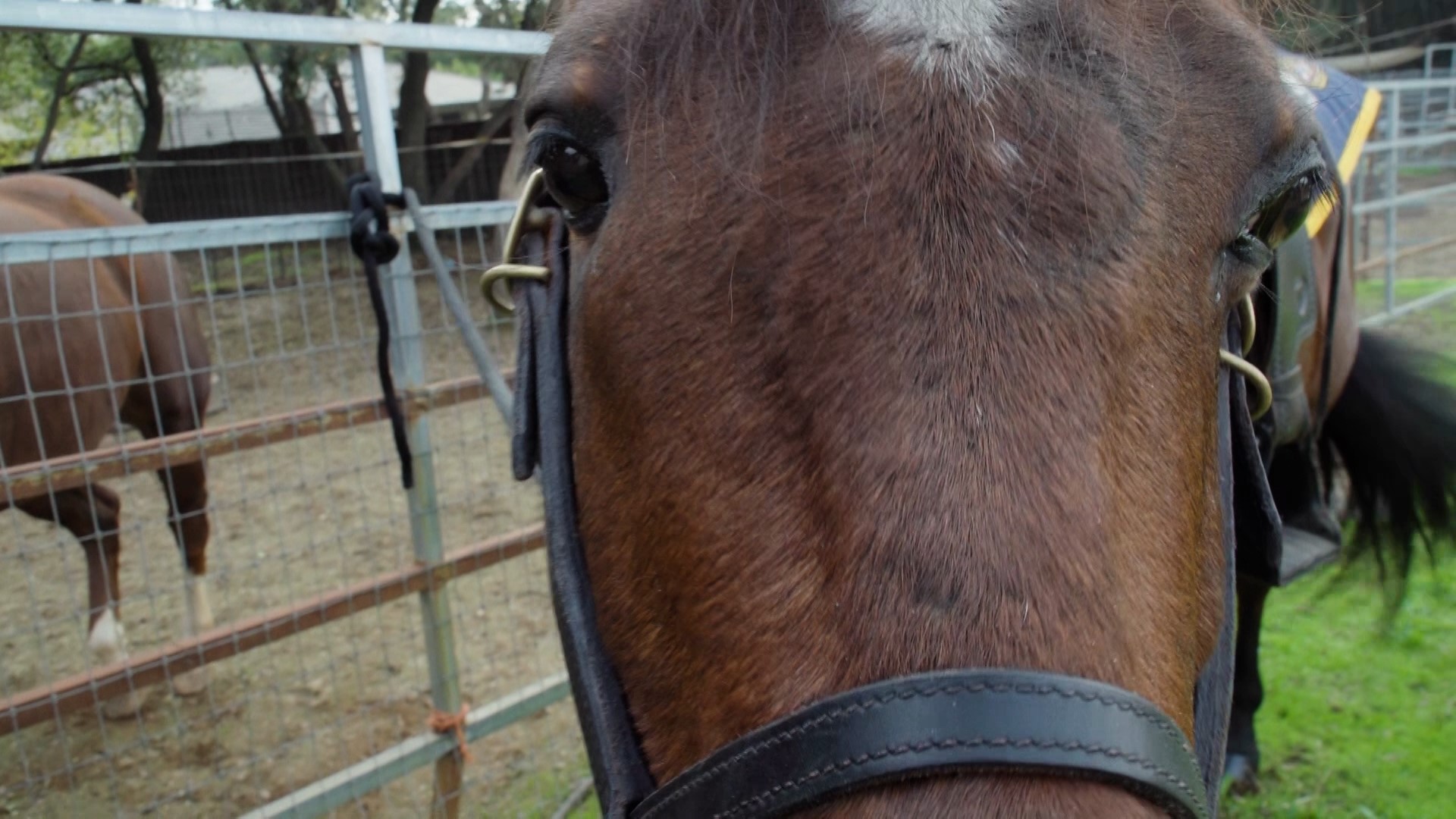 Ace, a 15-year-old quarter horse, is back in service after All About Equine performed a surgery that saved his vision.