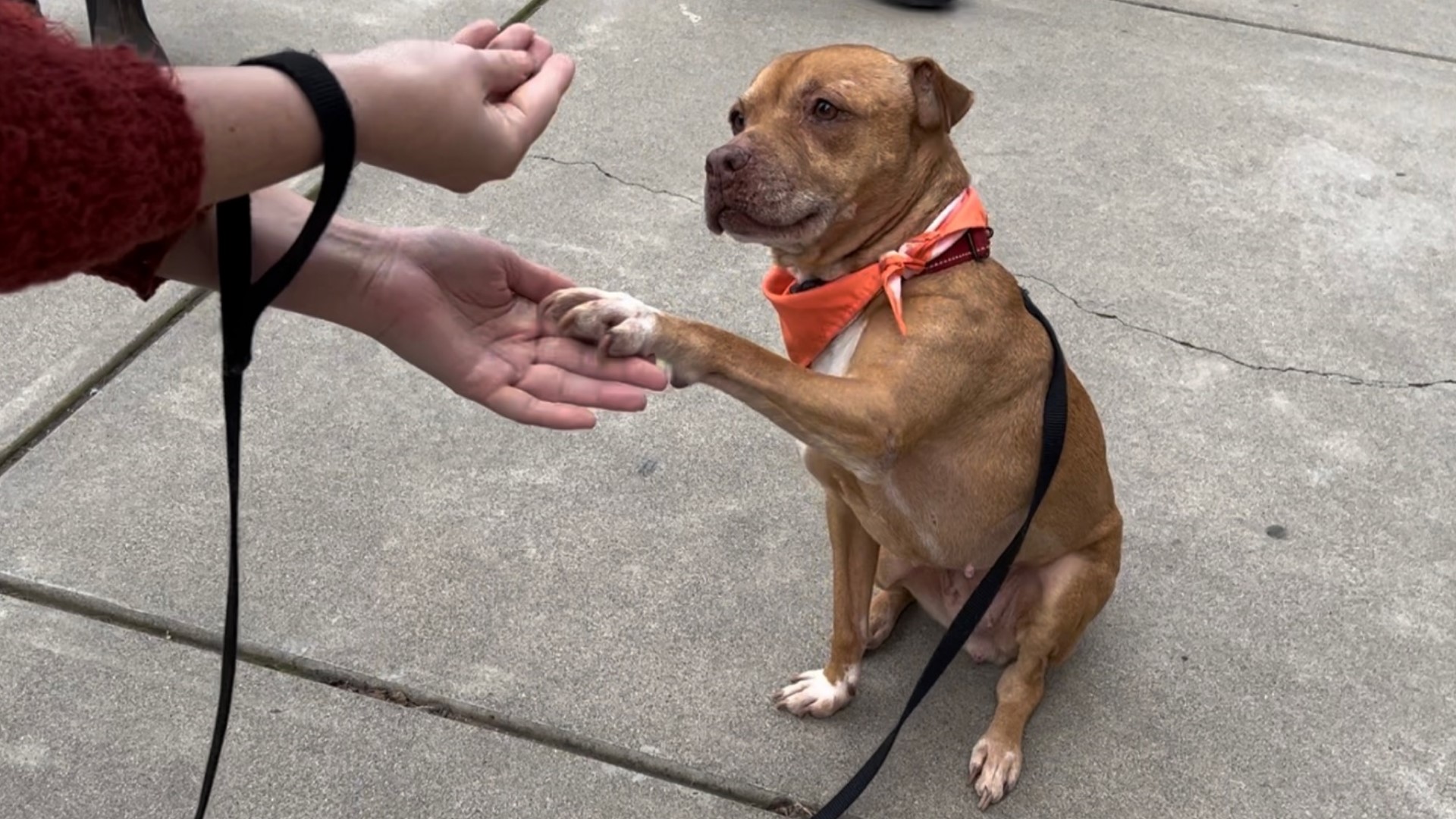 Bradshaw Animal Shelter hosts Adopt-a-thon, waives dog adoption fees |  