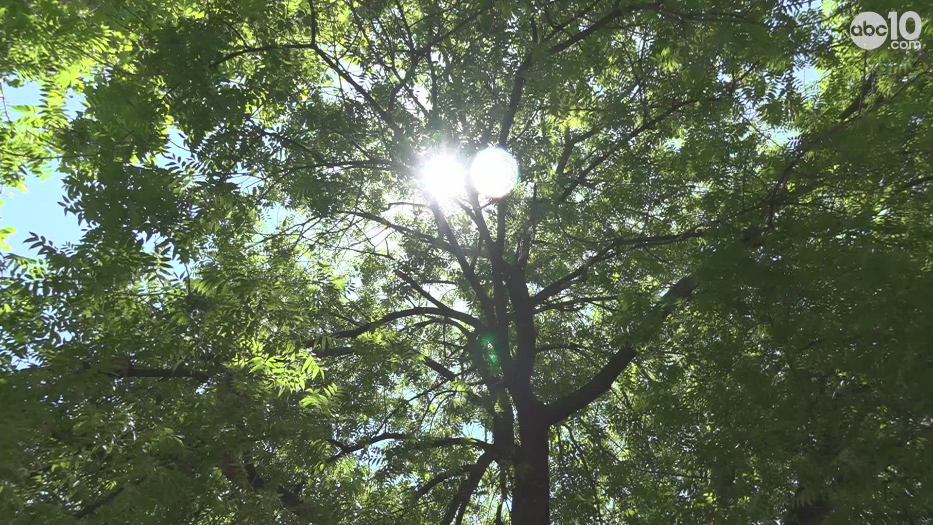 The city was already scheduled to remove 435 trees. Now they want to cut down more.