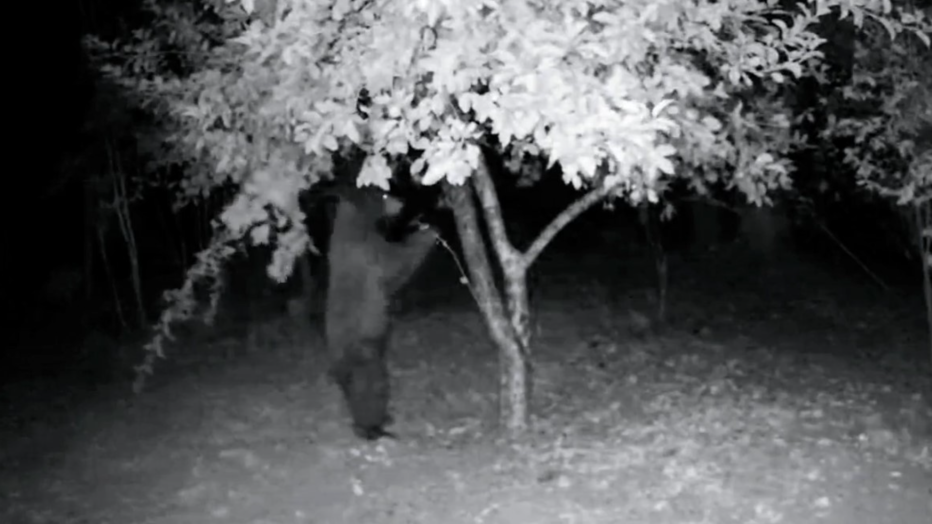 A bear in Georgetown, California, was seen on camera Nov. 3 standing on its hind legs and taking fruit from an apple tree in Dayna Hawes’ backyard.