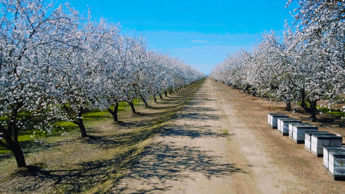Almond blossoms in California What to know about California's almond