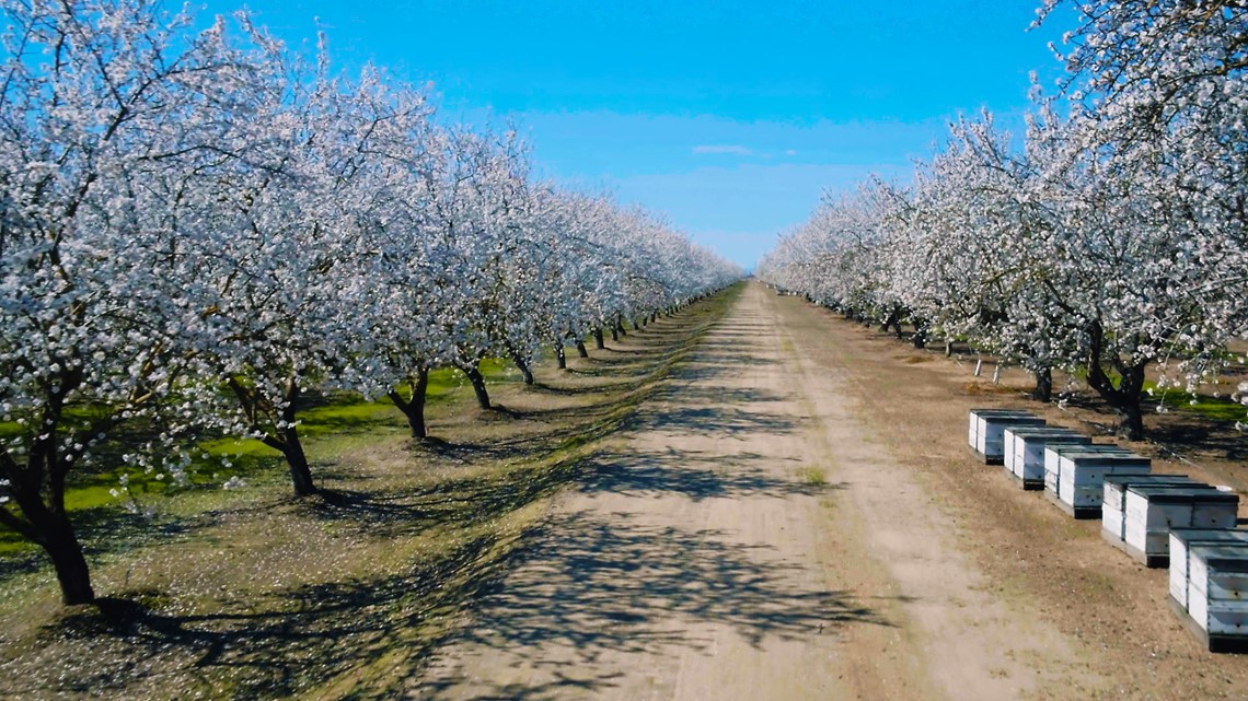 Almond Blossom California 2024 - Hadria Carrissa