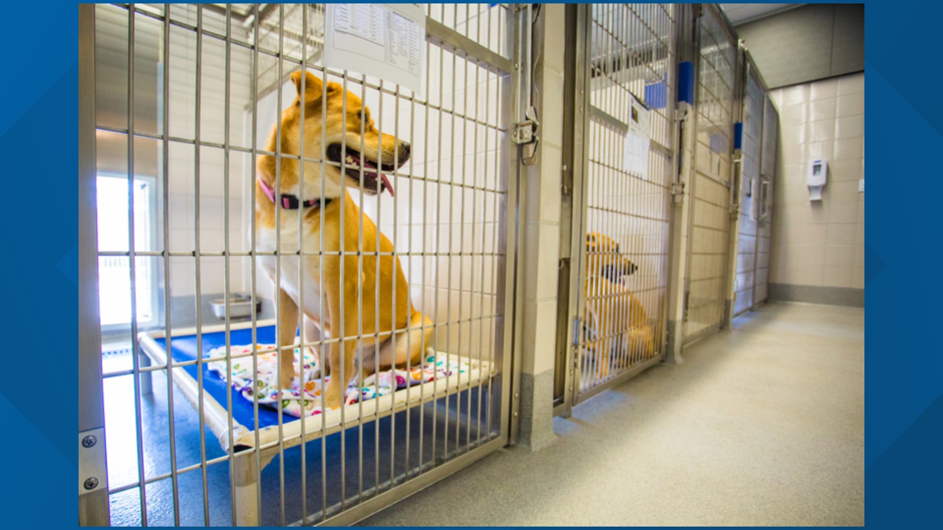 How local animal shelters successfully navigated the pandemic | abc10.com