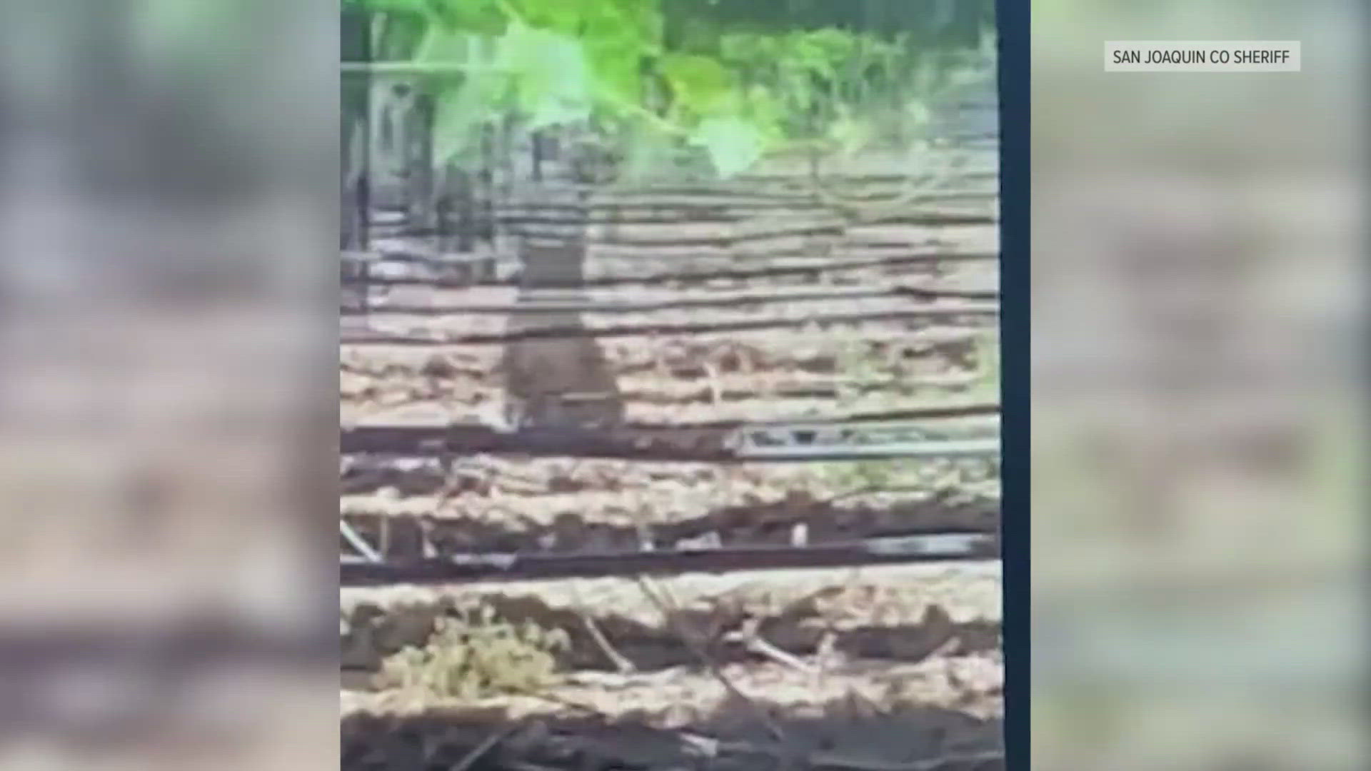 A Mountain Lion sighting was reported in the area of Peltier Road in Lodi, in an orchard. Deputies said it's likely the same one spotted recently in the Acampo area.