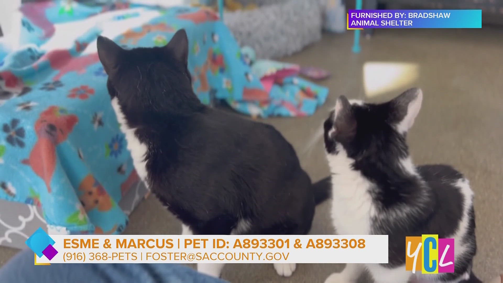 Looking for double the love? Meet Esme and Marcus, an adorable bonded pair ready to bring purrs, play, and snuggles into your life!