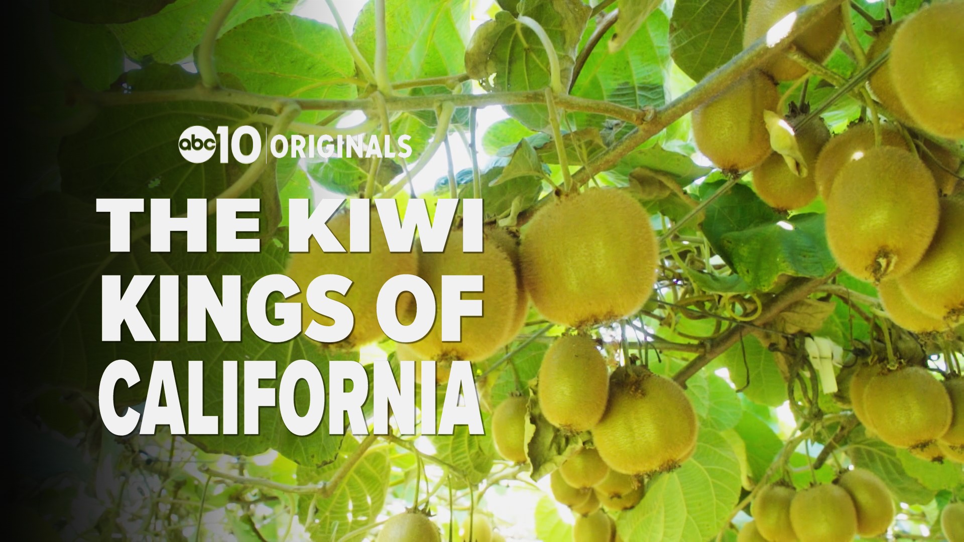 If you buy kiwi fruit at Whole Foods, they probably came from Marysville. John Bartell visits the largest organic kiwi farm in California, just in time for the harvest.
