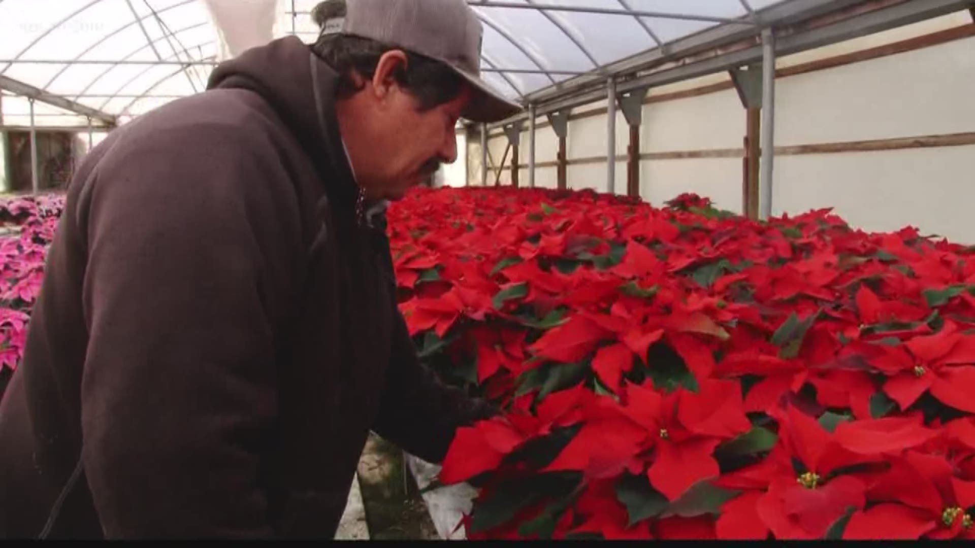 The red leafy plant blooms in December and has a rich history with the holiday season. The poinsettia is native to Southern Mexico and has been used in religious ceremonies for centuries.