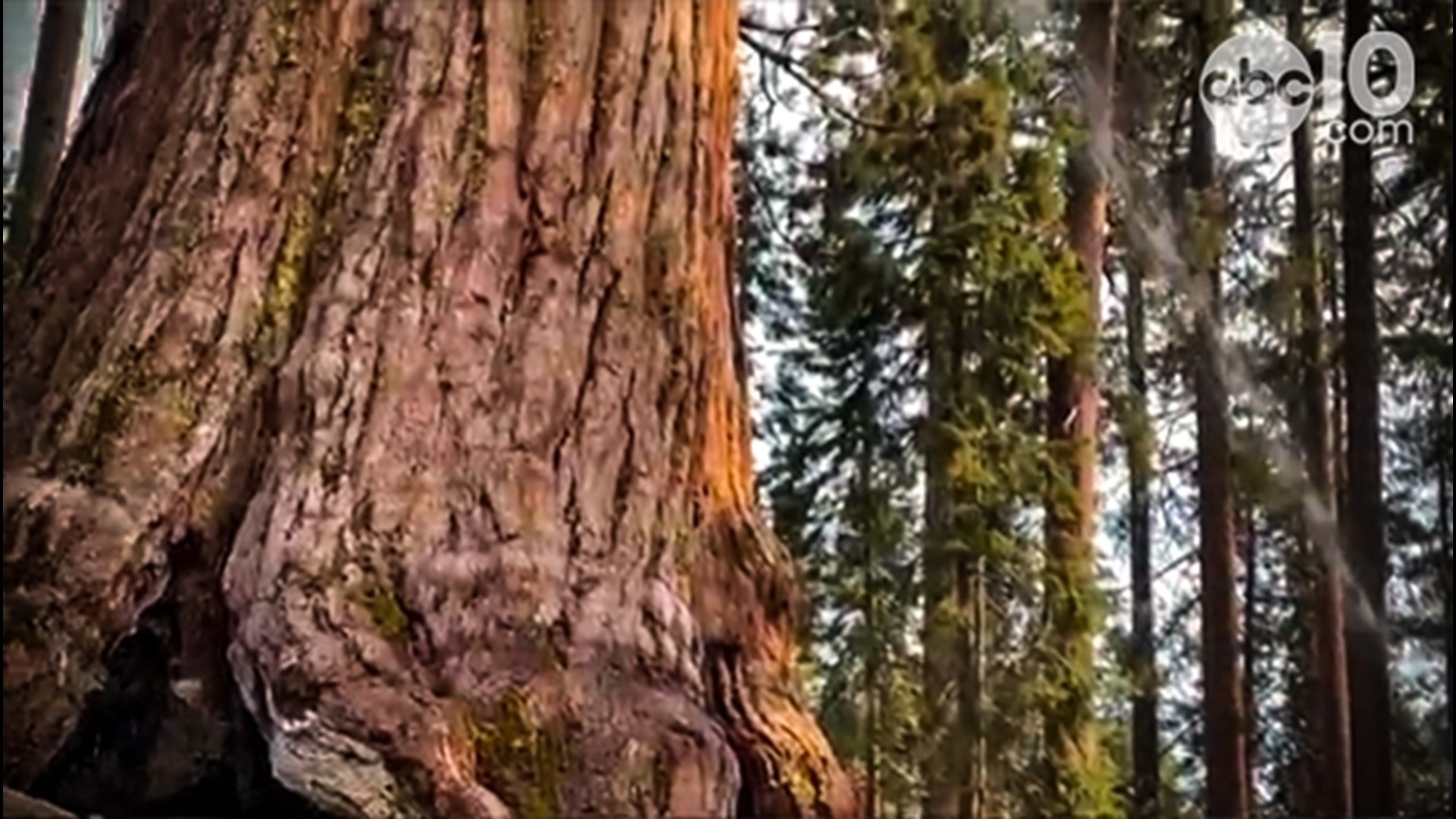 The iconic 20-story tall redwood sequoia tree could be at risk of damage because of the Washburn Fire in Yosemite National Park, and one expert explains why.