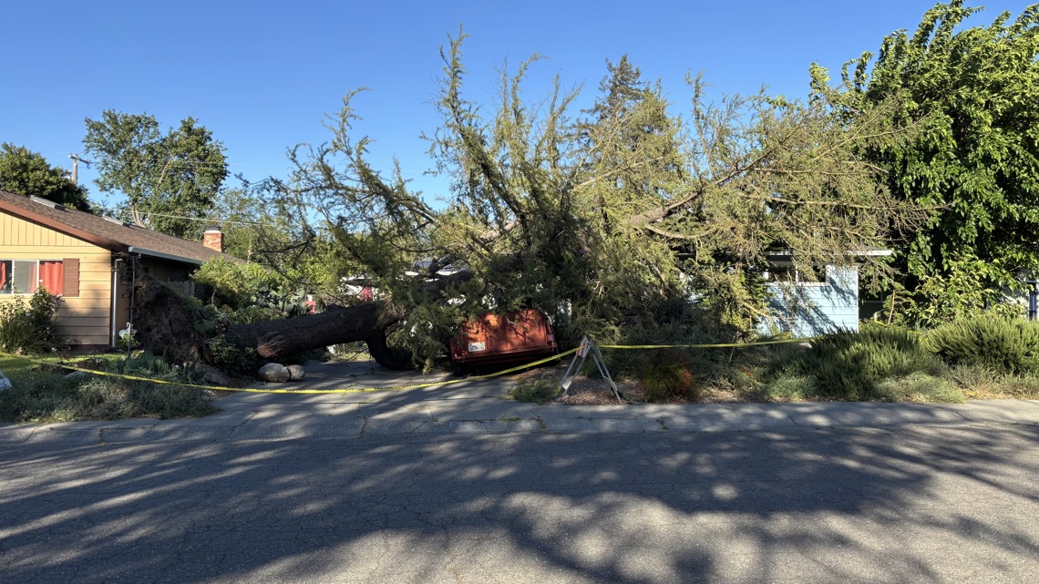 Fallen trees, outages disrupt homes and businesses in Davis