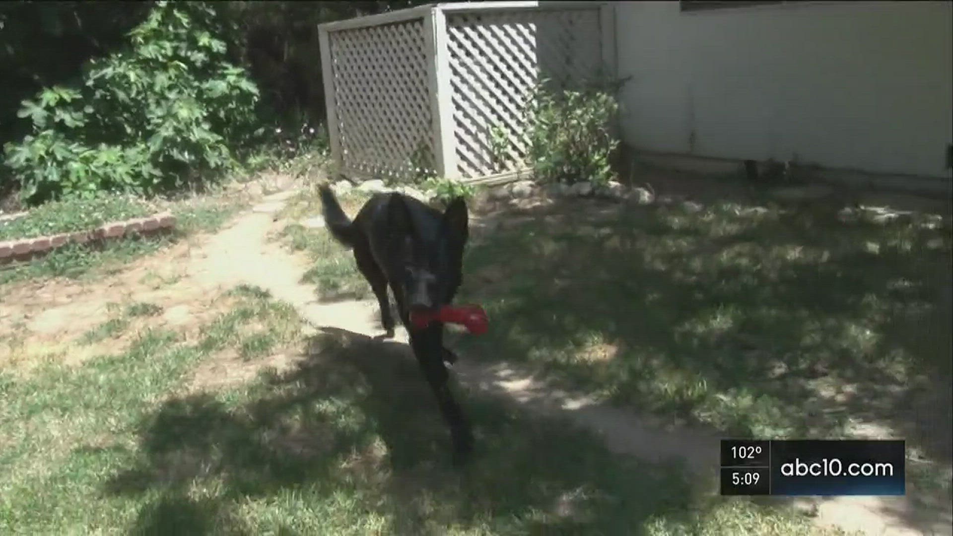 Pooper scooper business offers clean yards, poop free