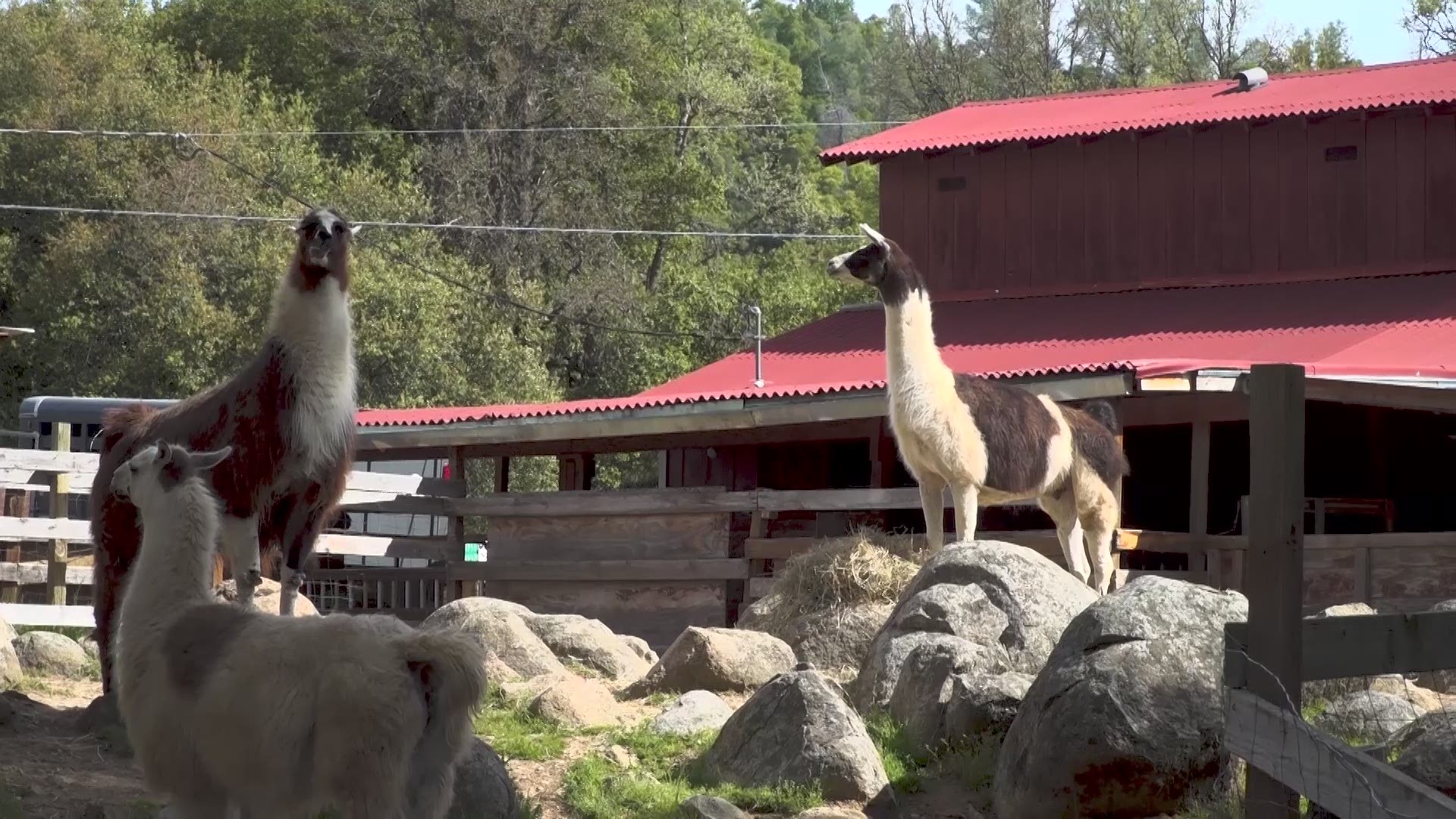 Hikers in the Sonora-area can now rent a llama to help them carry gear.