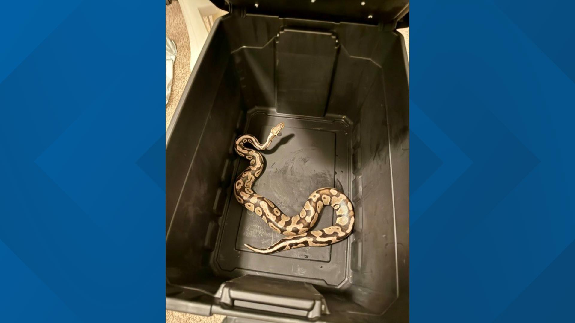 8 Ft Ball Python Orangevale woman gets answers after finding ball python in toilet ...