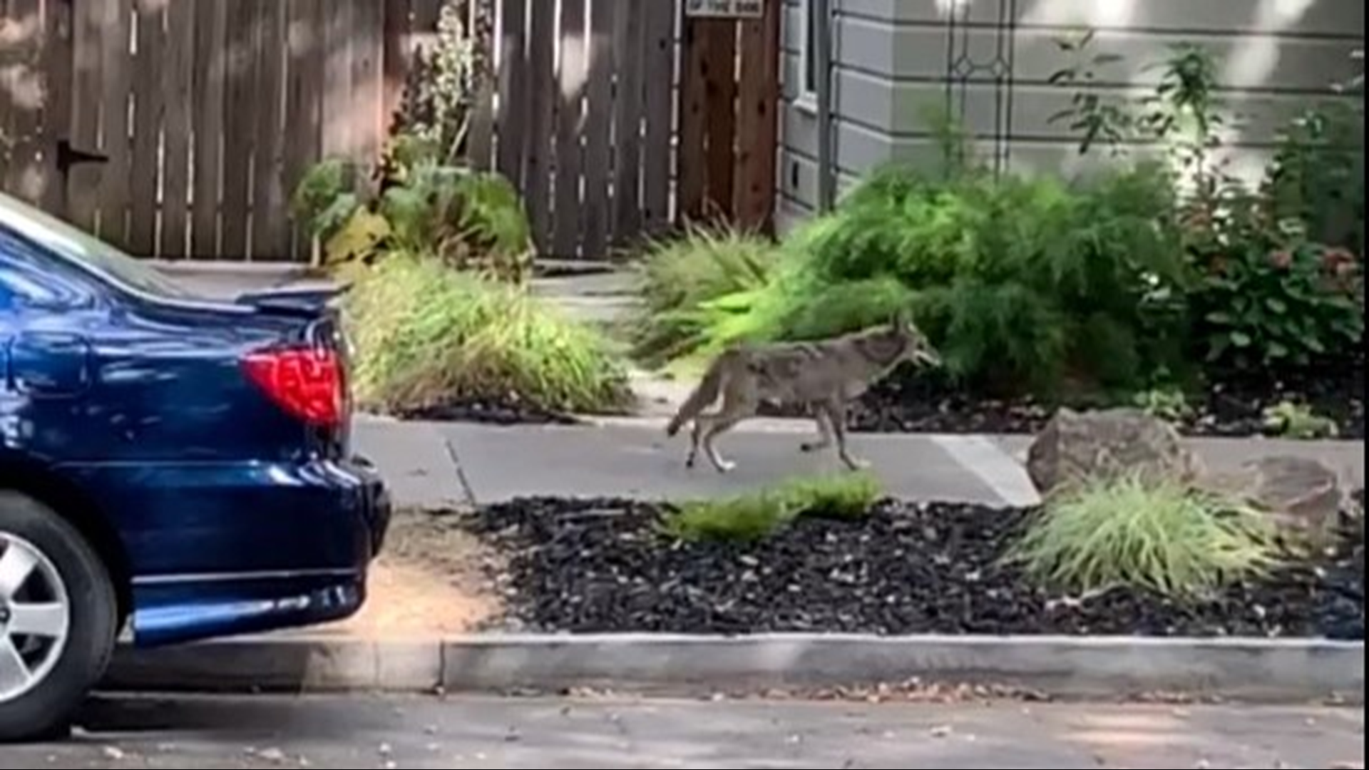 A coyote spotted in Midtown Sacramento has people concerned but Fish and Wildlife officials say they are not that rare.
