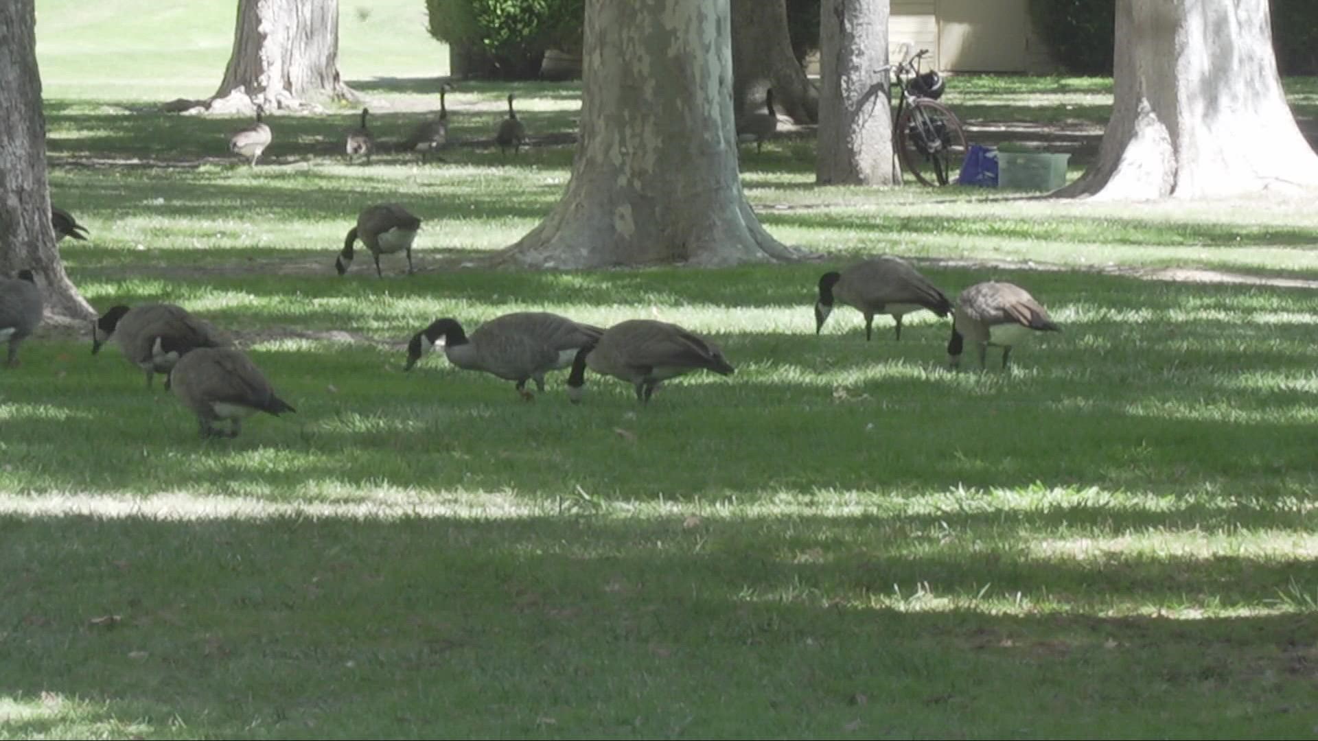 As of Wednesday there are no bird flu outbreaks in commercial flocks in California.