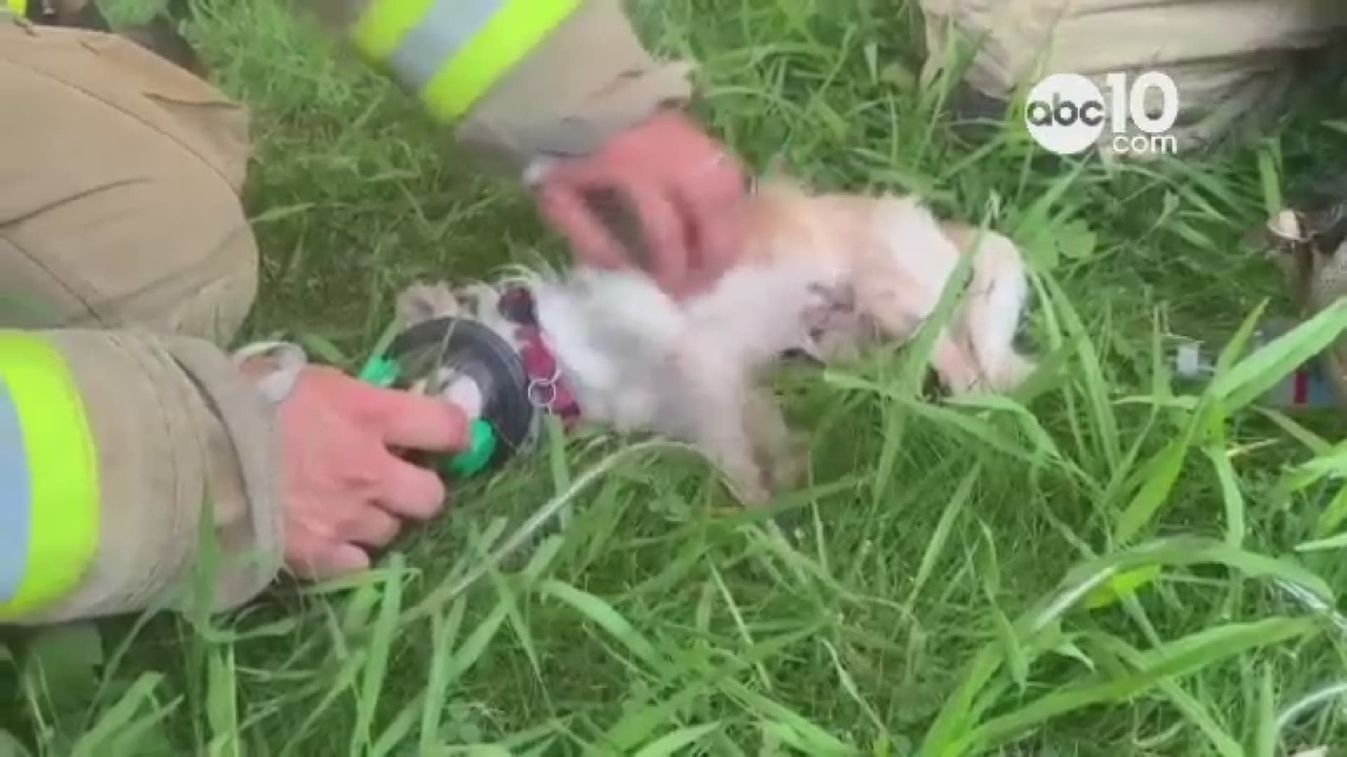 Sacramento Metro firefighters rescue a puppy and attempt to revive it after a housefire in Carmichael.