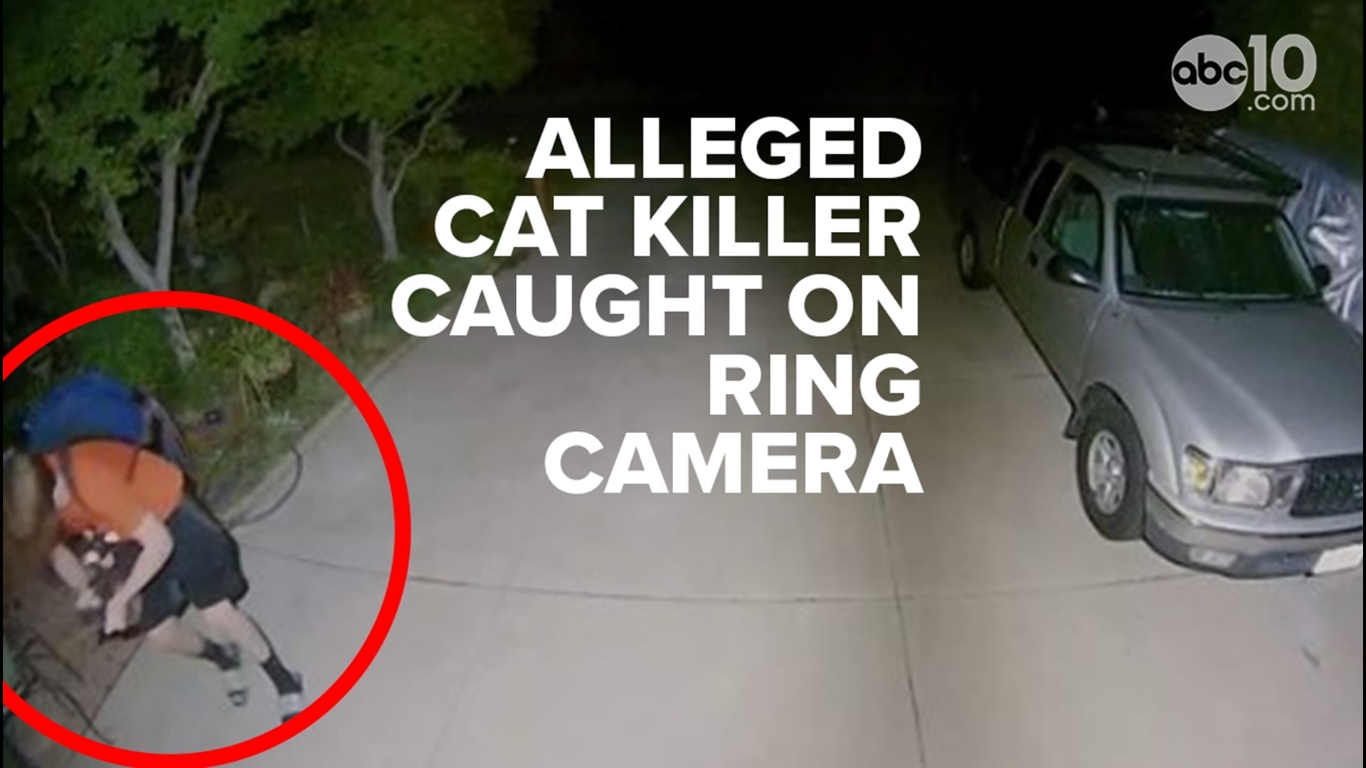 Ring video obtained by ABC10 shows a person walking up to a drive way and picking up a cat before walking out of frame. The cat lets out audible screeches.