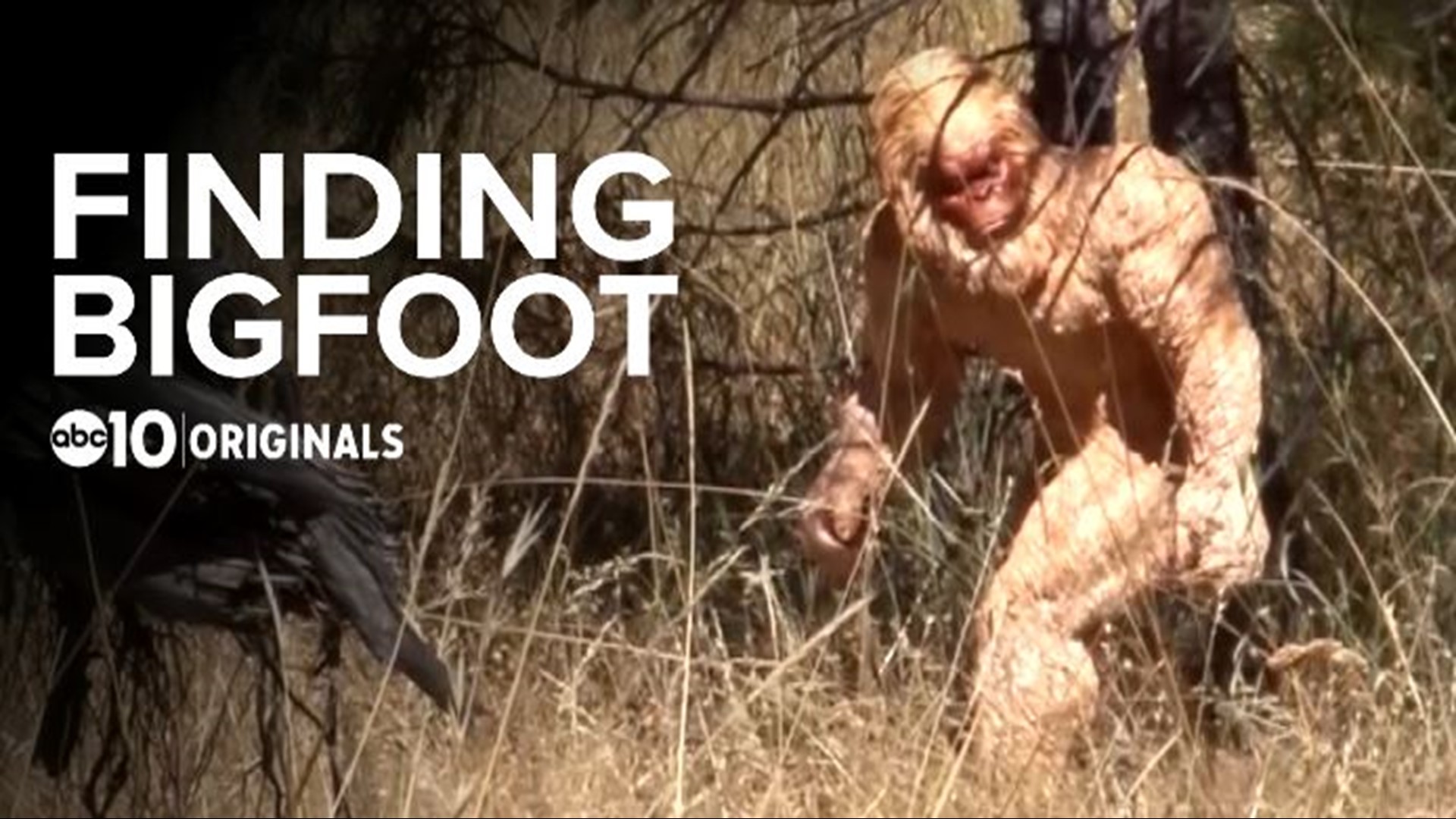 The search for Bigfoot is on in the Stanislaus National Forest.