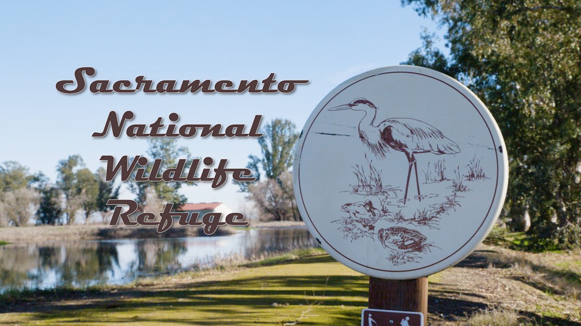 Bird is the word at the Sacramento National Wildlife Refuge - Vimarsana News