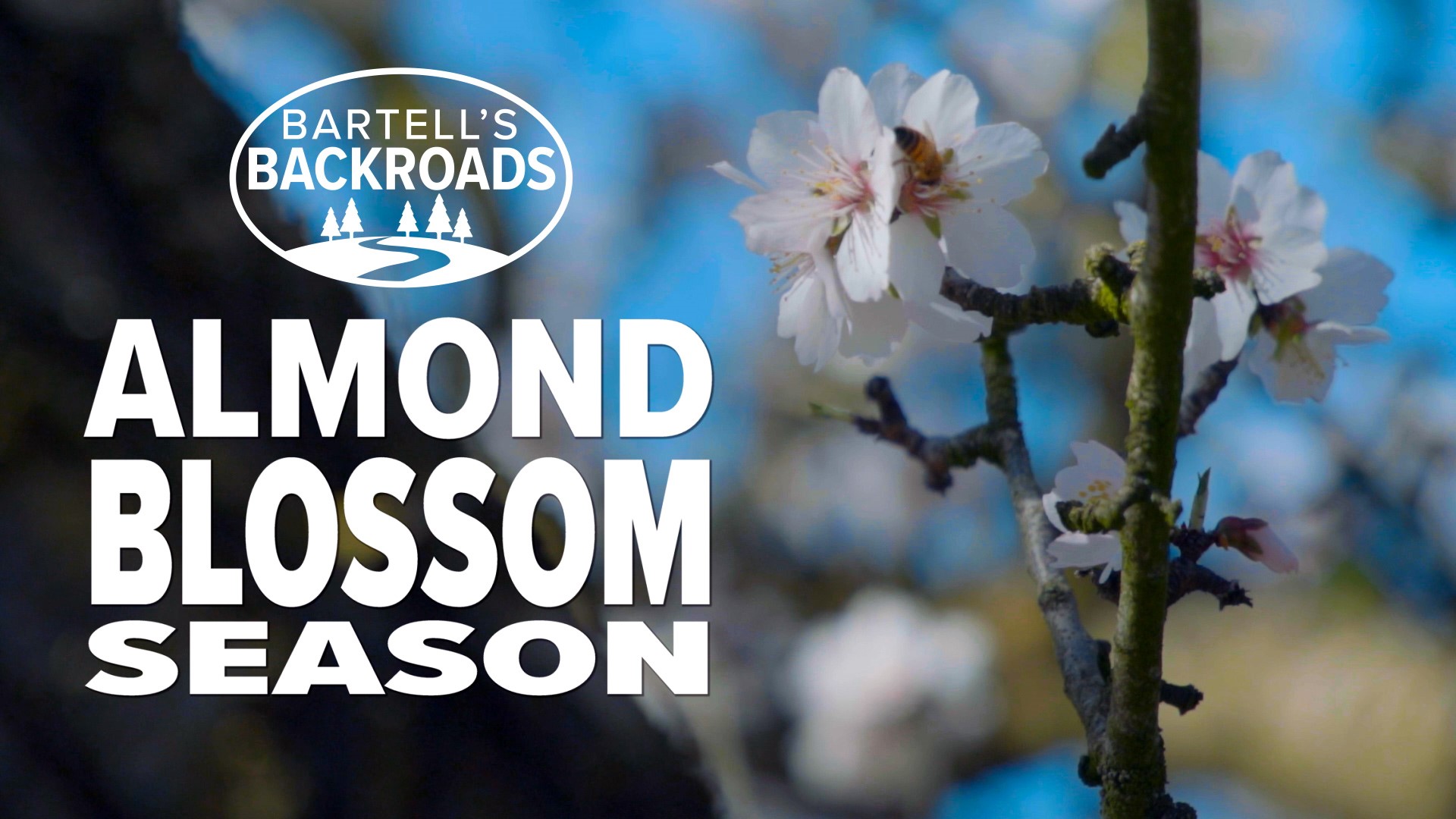 Forget cherry blossoms. In Northern California, it's the time of year when almond trees come to life, and there are a lot of them. About 80% of the world supply comes from here. As John Bartell discovered, the blooms look amazing and the smell is something you have to experience yourself to appreciate.