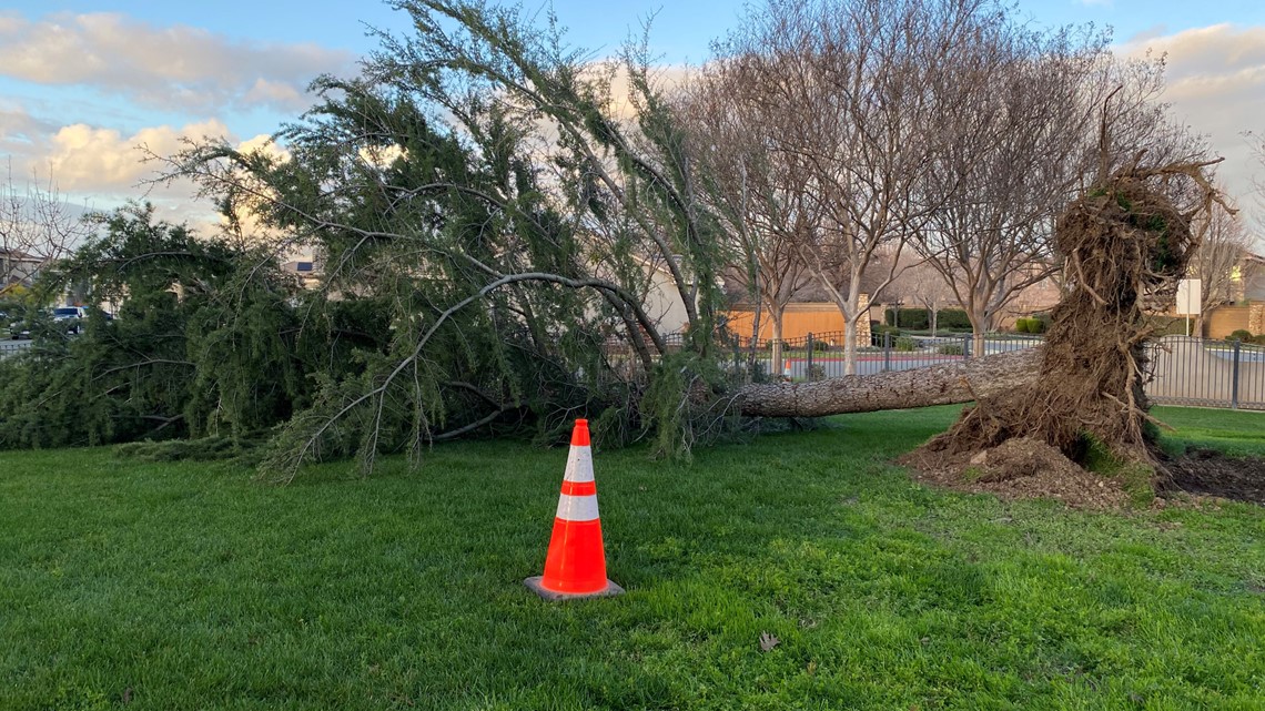 Yuba City: David Gomes, 82, killed by falling tree during storm - Vimarsana News