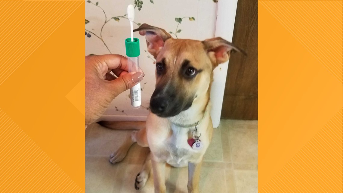 Puppy dna test store cost