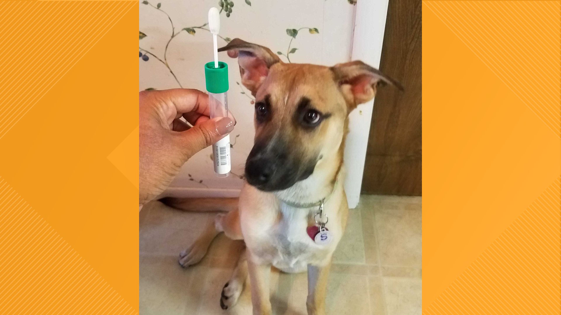 Are Dog DNA tests worth the cost?