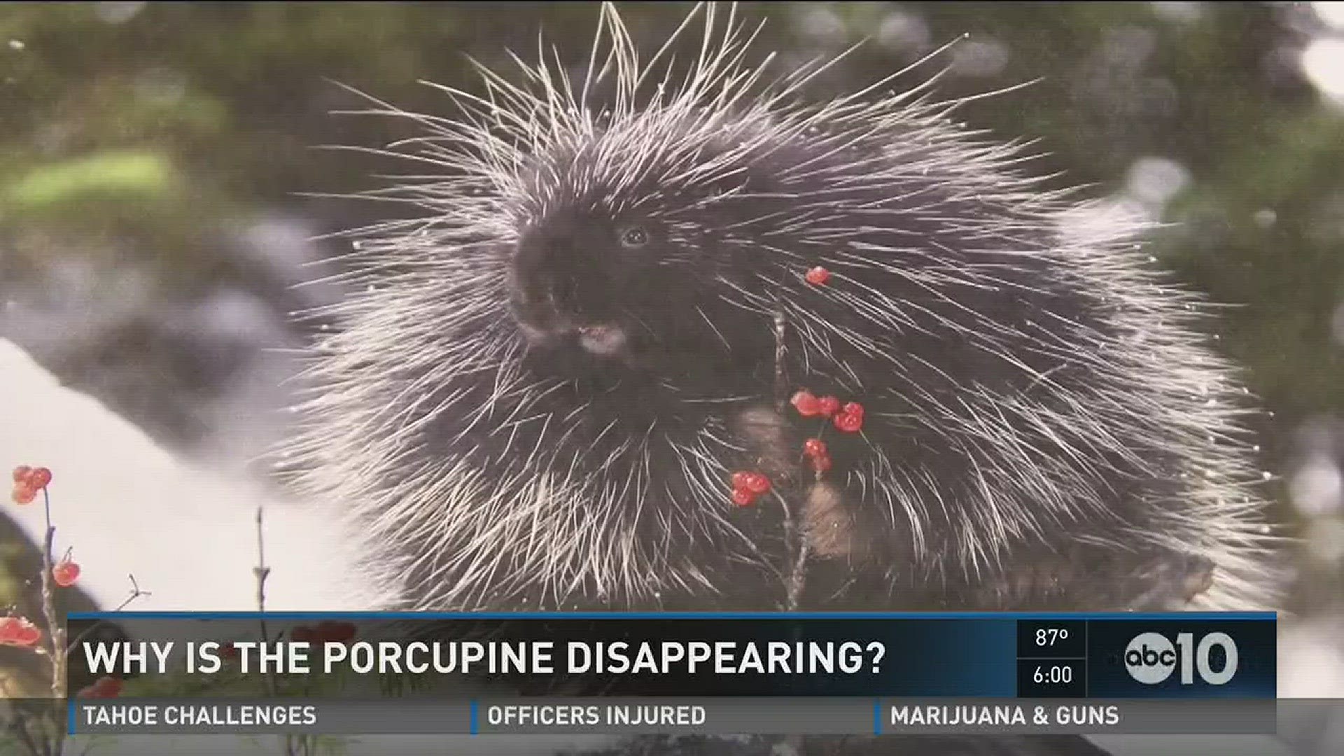 Residents in the Sierra haven't seen porcupines in years.