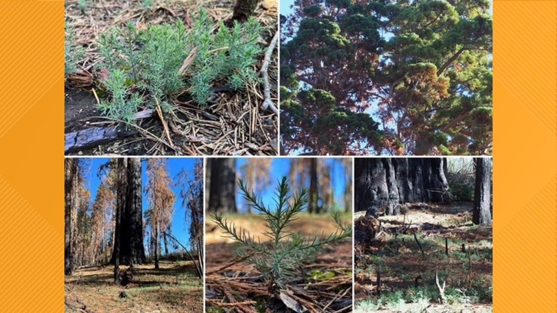 Calaveras Big Trees State Park: New seedlings spotted after burn - Vimarsana News