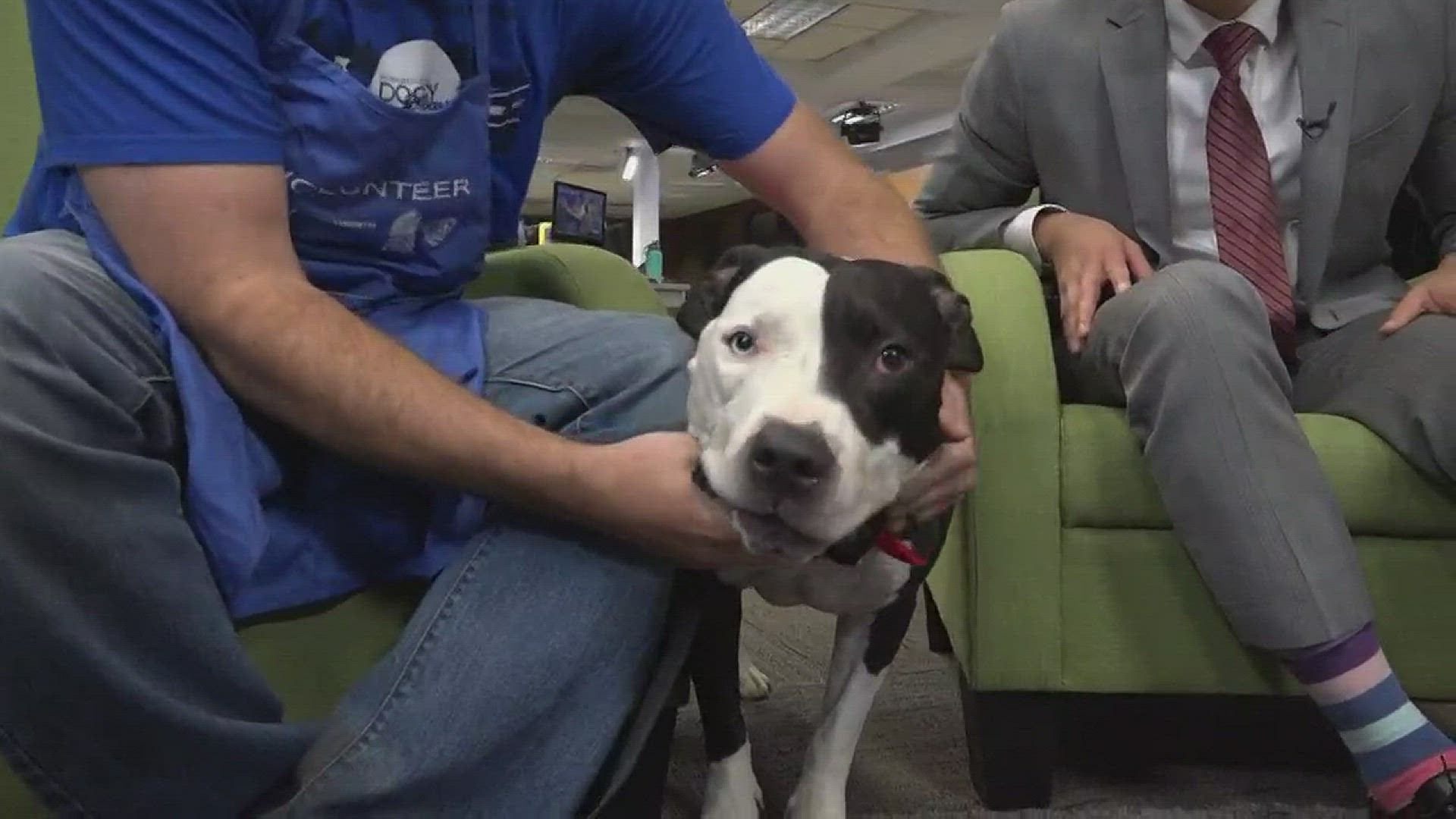 Bubba is looking for a loving home.  The 5-year-old pooch is available for adoption through the Sacramento SPCA.
