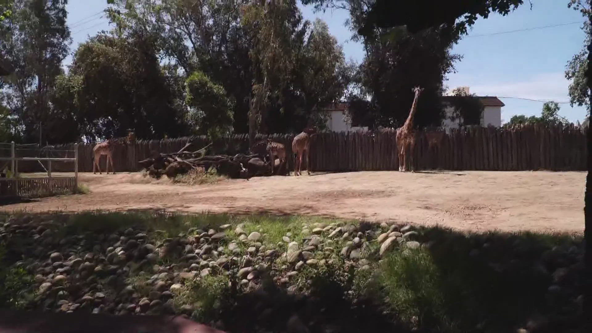 Elk Grove city council to vote on new zoo | Latest