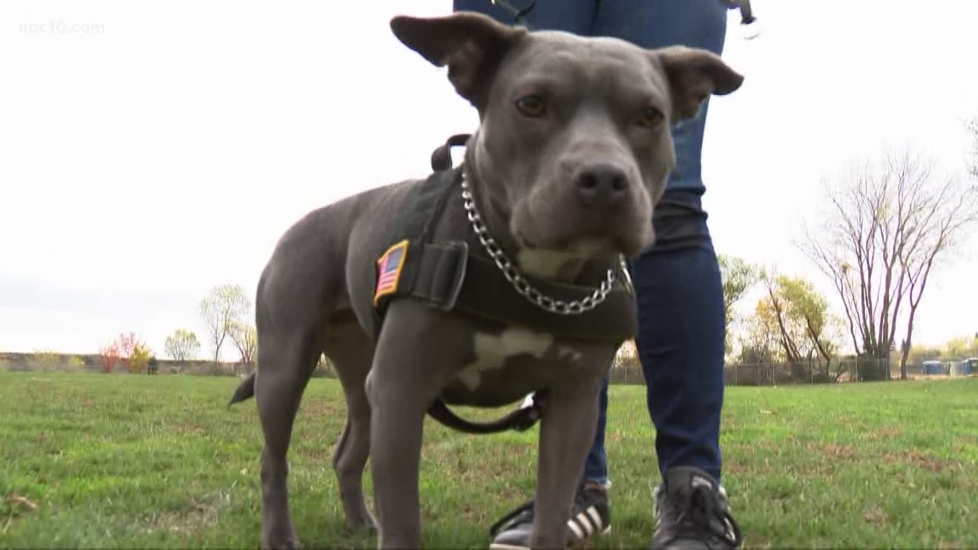 How do service dogs process death?