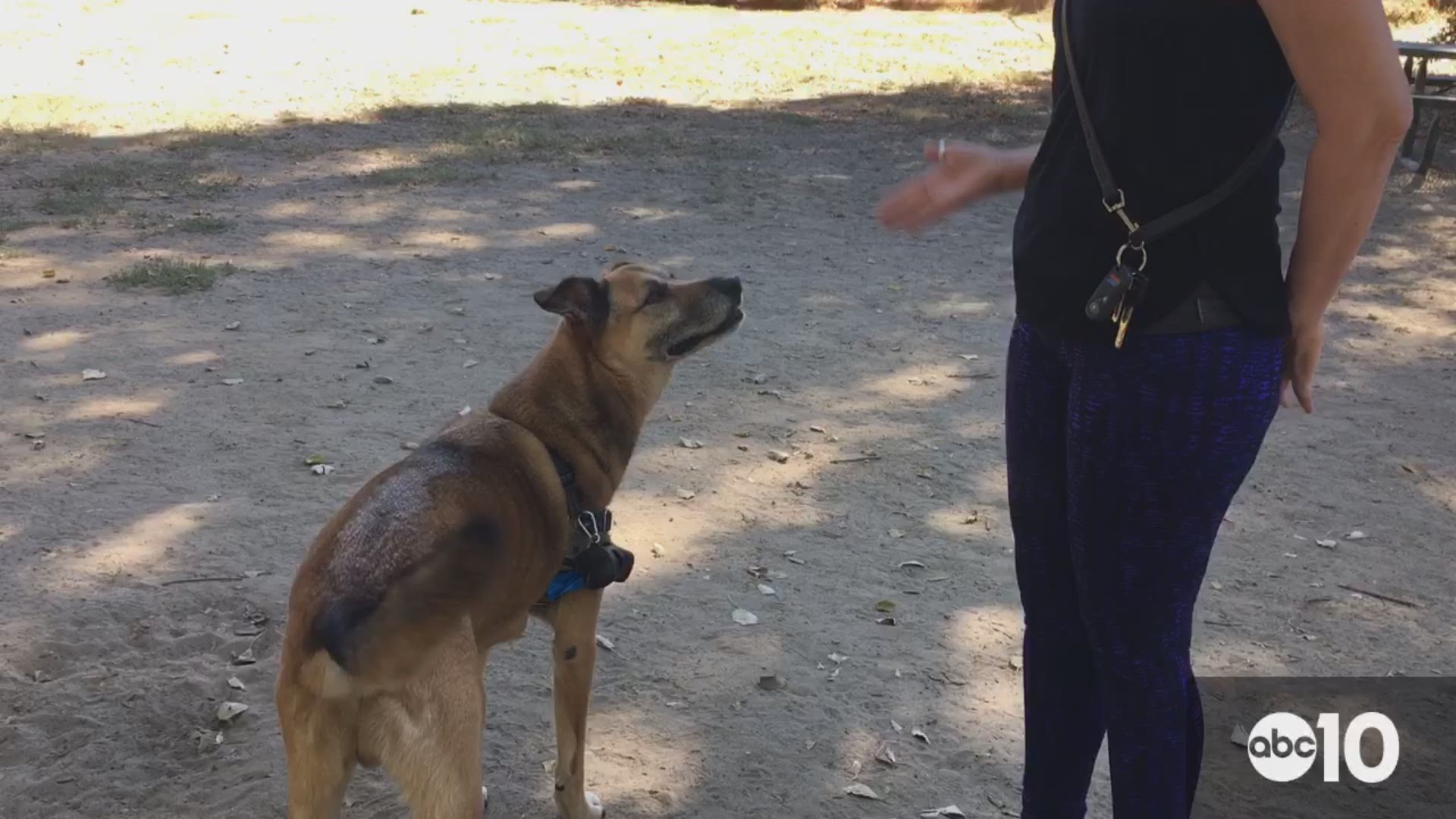 Videos dogs love online to watch