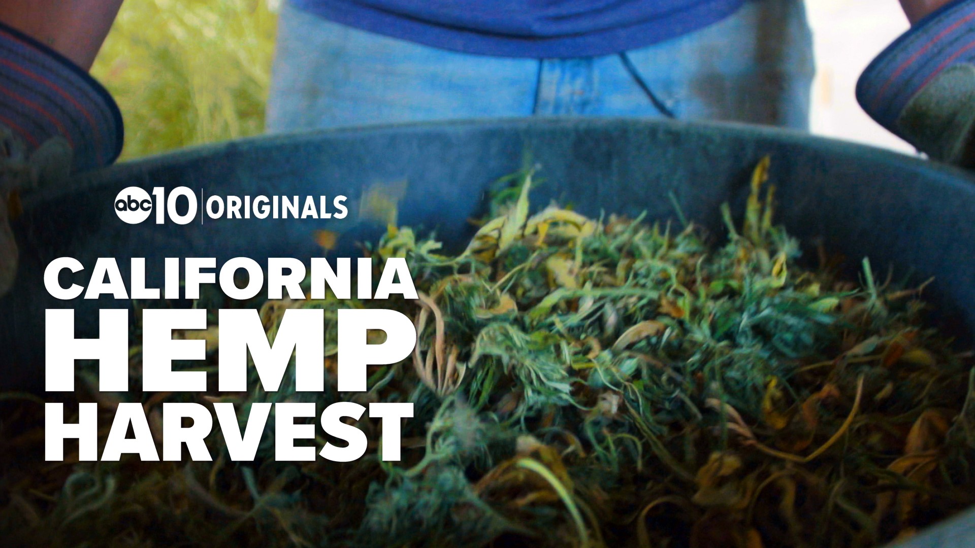 A Loyalton farmer just brought in Northern California's first legal harvest of hemp in over 80 years. John Bartell visited to find out more about this soon-to-be booming crop.