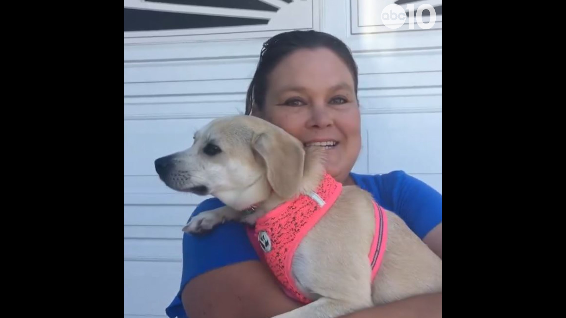 Sloan the support dog that was stolen during a vehicle theft in Stockton on Sunday, Aug. 11. On Friday she was reunited with her owners, who have nothing but thanks for the people of Stockton who helped lead them back to her.