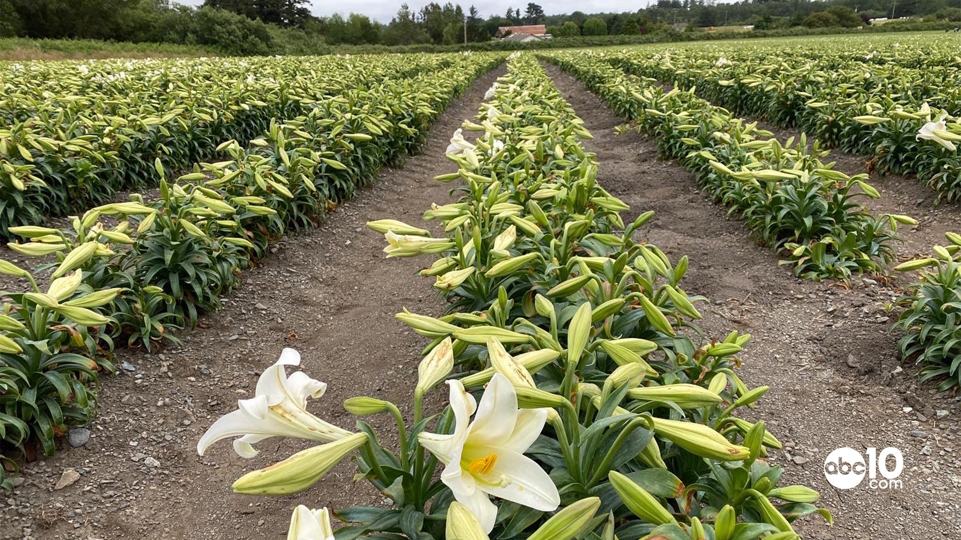 Welcome To The Easter Lily Capital Of The World Smith River CA Edff93f8 10b1 469a 9ac9 8734489b3e39 1920x1080