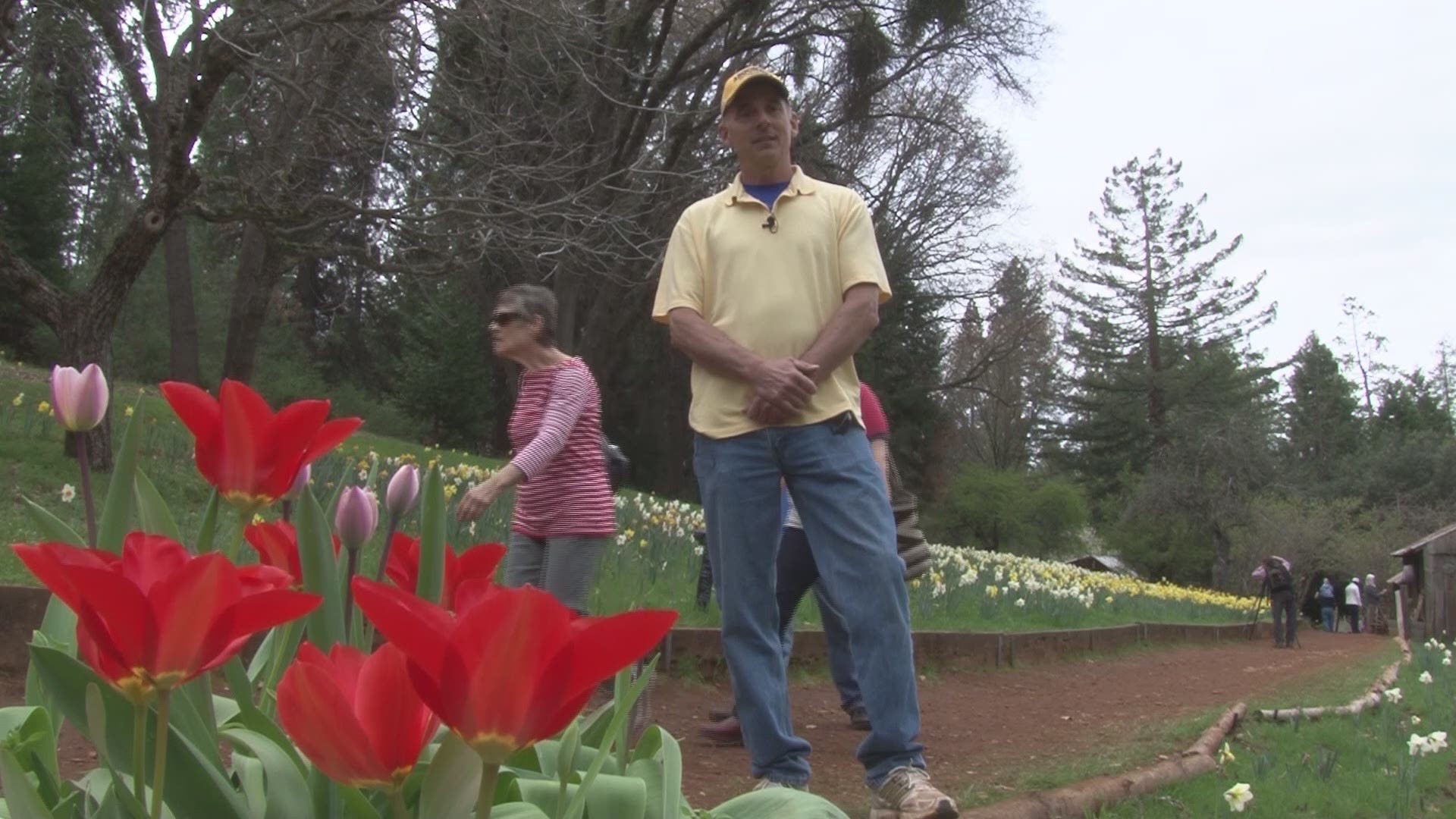 Daffodil Hill draws thousands of visitors most years to Amador County.