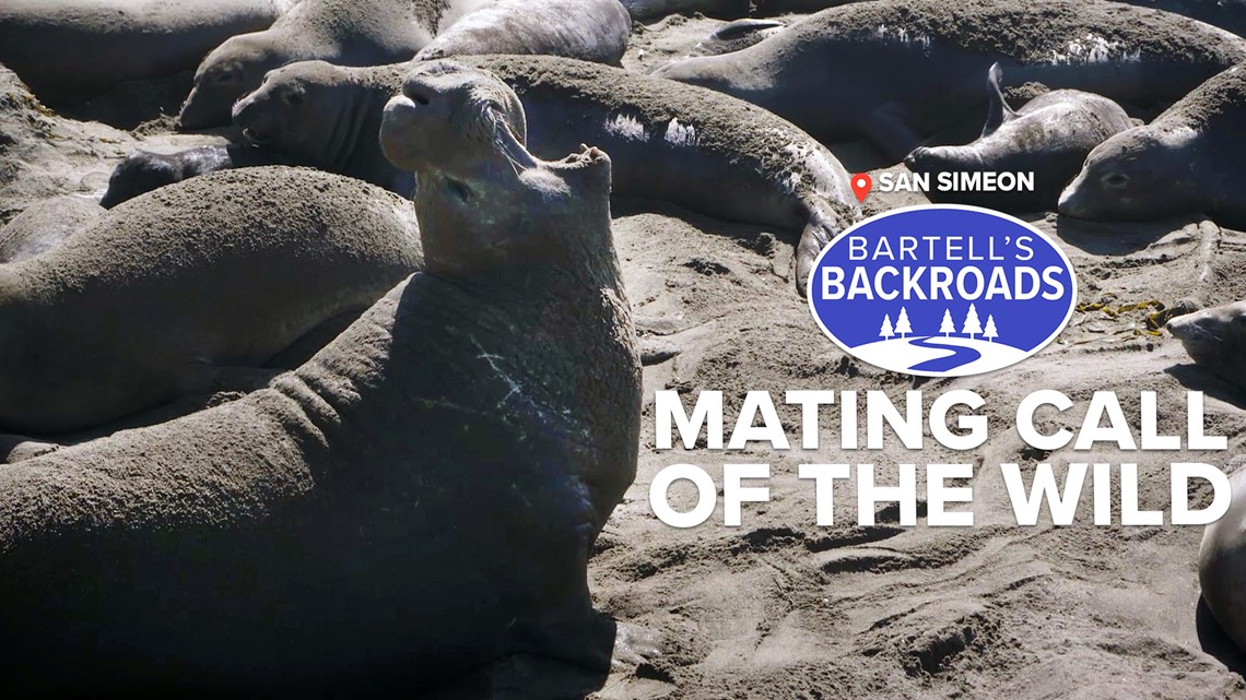 Romantic elephant seals make for noisy neighbors | Bartell's Backroads