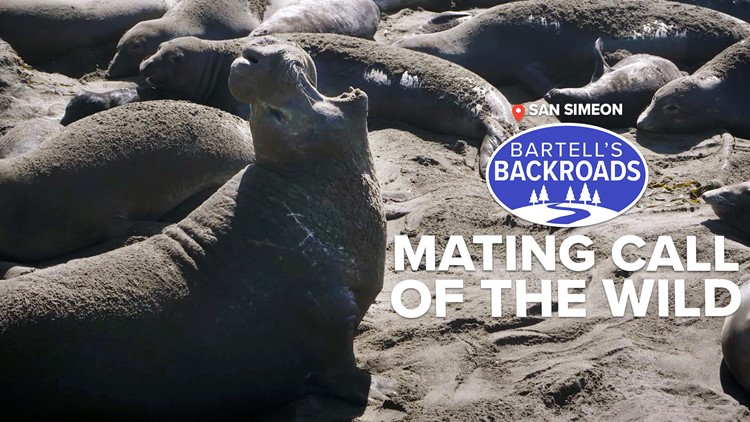 Romantic elephant seals make for noisy neighbors | Bartell's Backroads