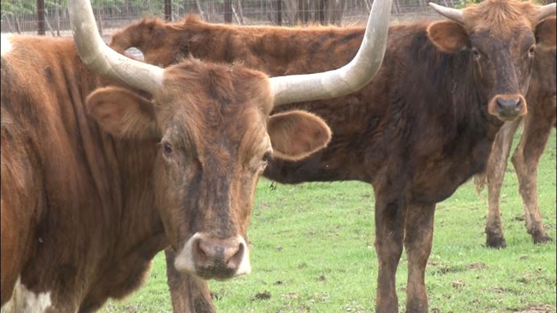 It's a bad day to be a bull.