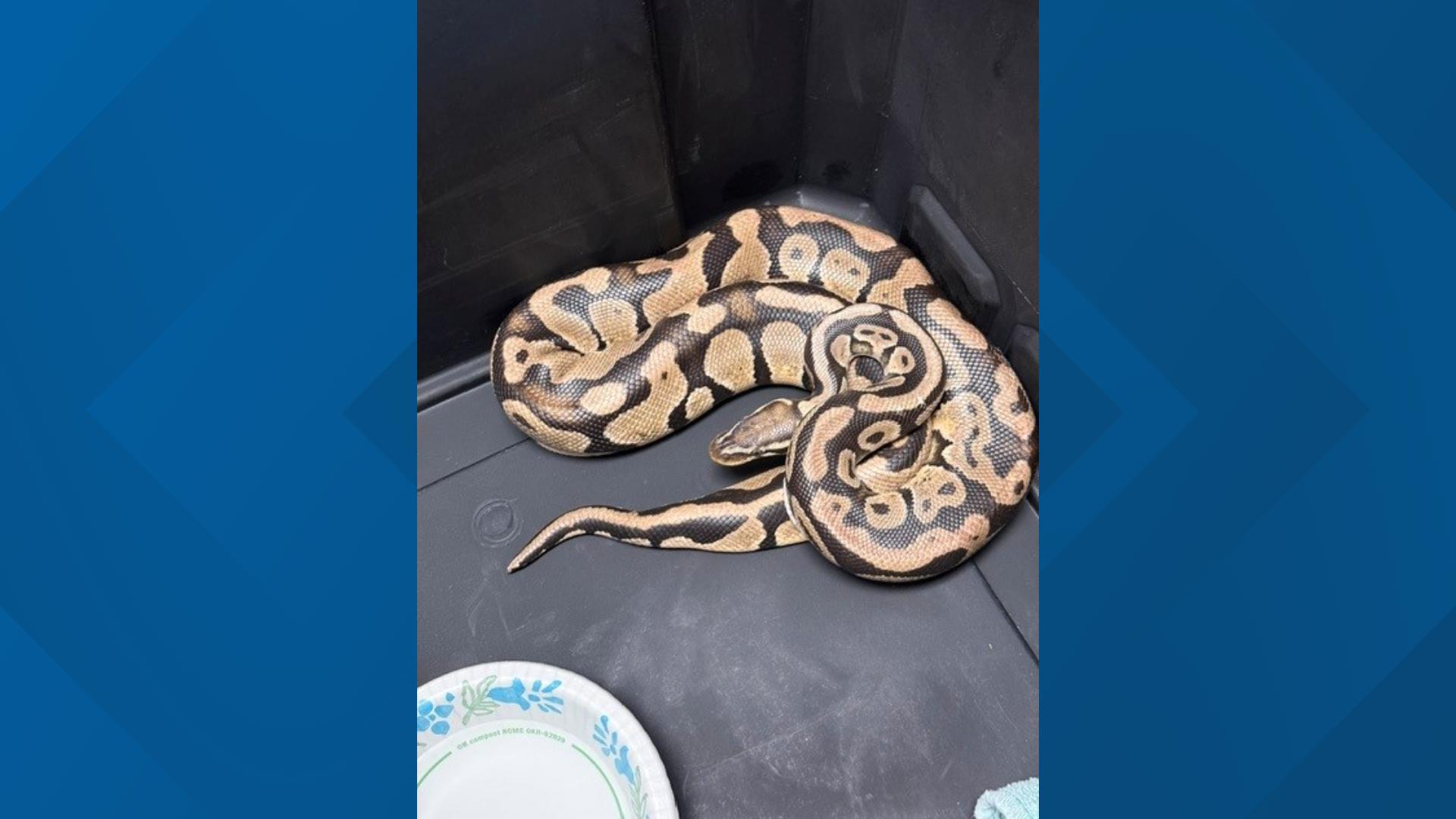 8 Ft Ball Python Orangevale woman gets answers after finding ball python in toilet ...